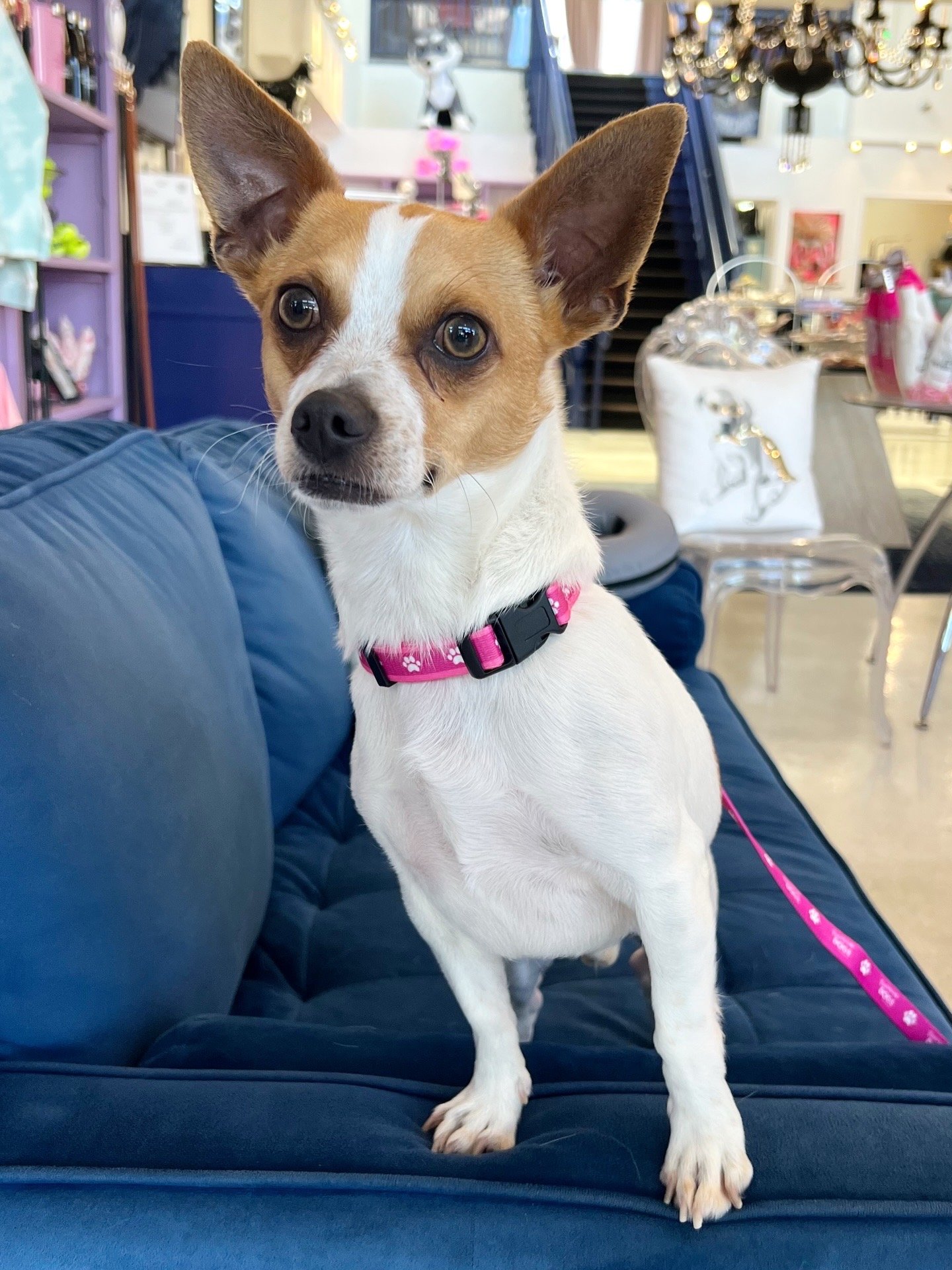  JACK | JACK RUSSELL MIX | 9 MONTHS OLD | 12 LBS  Hi, I’m Jack! I’m a young pup who’s been through quite a bit already, but I’m learning more every day that the world can be a safe and loving place.
I came to the shelter as a stray and was really sca