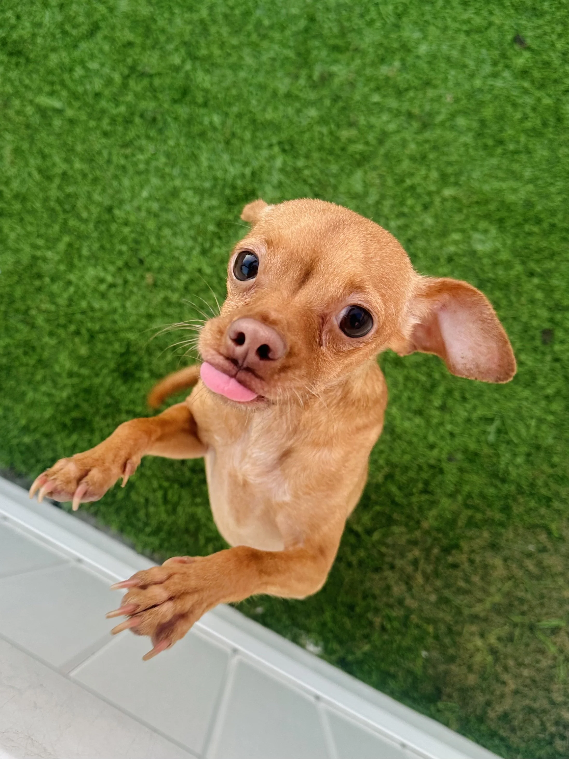  PRINCE ERIC | CHIHUAHUA MIX | 2 YEARS OLD | 8 LBS 
Hi, I'm Prince Eric! I am a teeny tiny guy who ended up at the shelter after my previous owner couldn't keep me anymore. That's pretty scary when you're only 8 pounds, plus I got pneumonia and got p