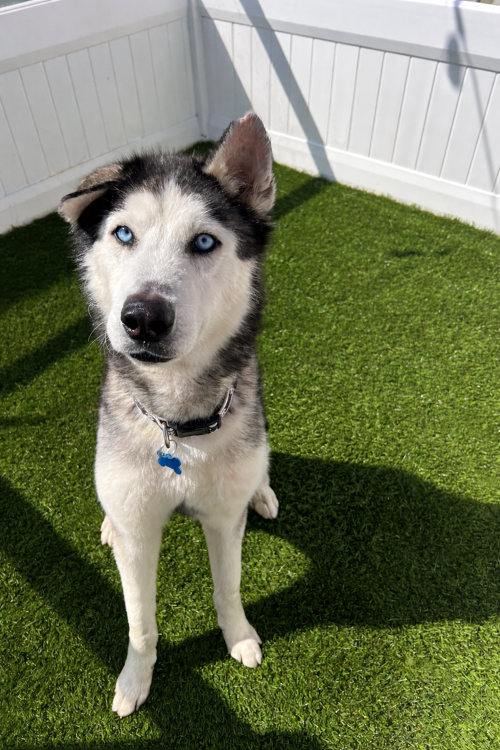   VALENTINO | HUSKY | 6 YEARS OLD | 50 LBS  I'm at a foster home! Contact adoptions@vanderpumpdogs.org to set up a meeting! 
Hi, I’m Valentino. I’ve had a rough start to life, but through it all, I’ve held onto a gentle heart and so much love to give