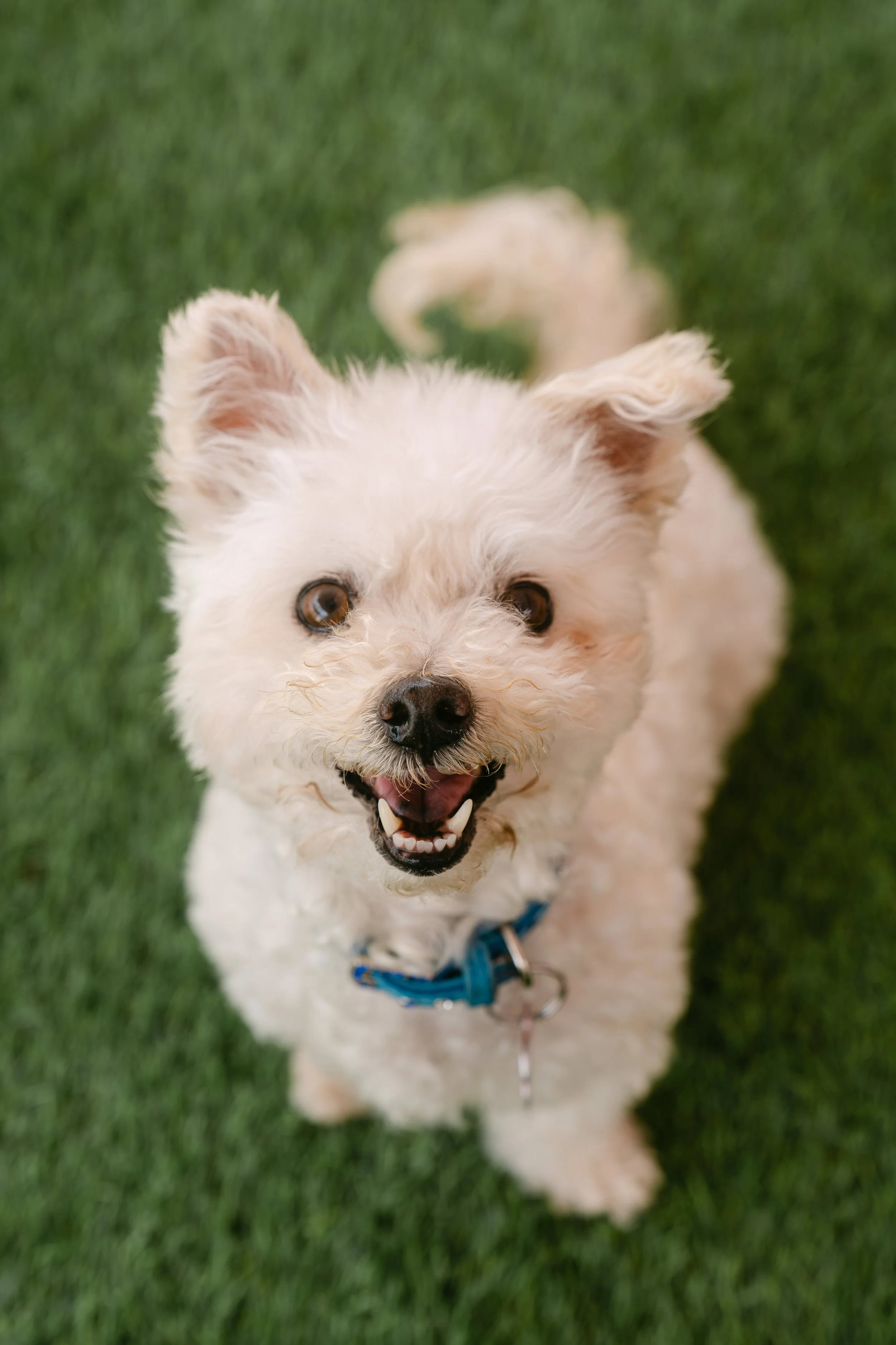   GENEVIEVE | POODLE MIX | 6 YEARS OLD | 8 LBS Hi, I’m Genevieve! I was rescued from a high-kill shelter after being found as a stray...and I’m so ready to be a little princess! I am a happy girl who just wants to be on your lap or at your side. I lo