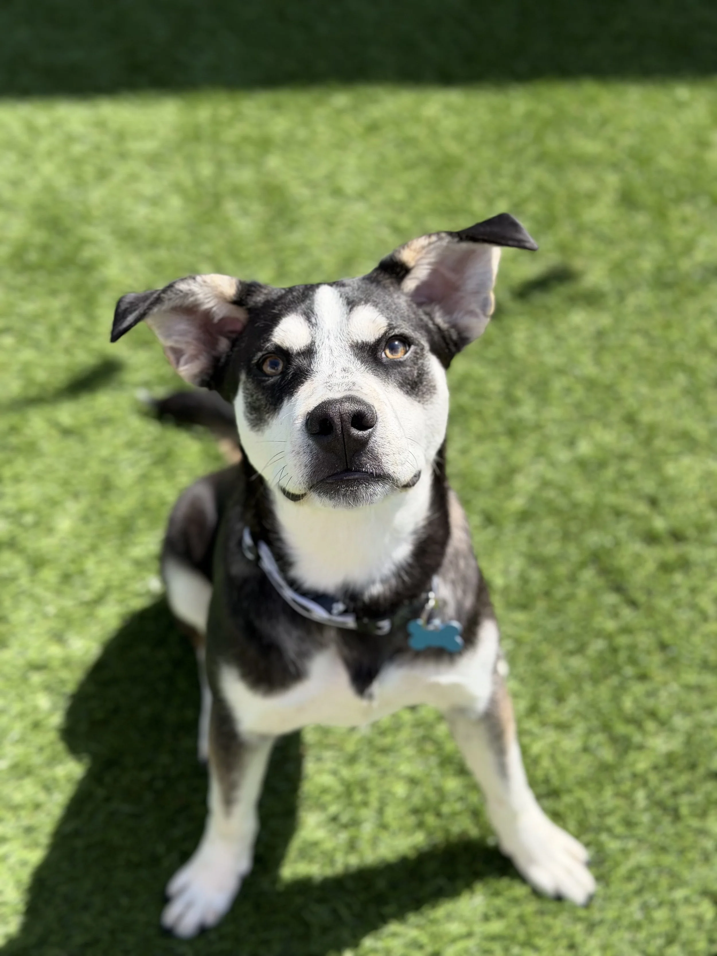  BOB | HUSKY/LAB MIX | 7 MONTHS OLD | 38 LBS Hi, I’m Bob! I’m a big puppy with an even bigger heart. My brother Rob and I were found as strays, and now I’m ready to find a home of my own where I can keep growing and learning.
I can be a little shy wh