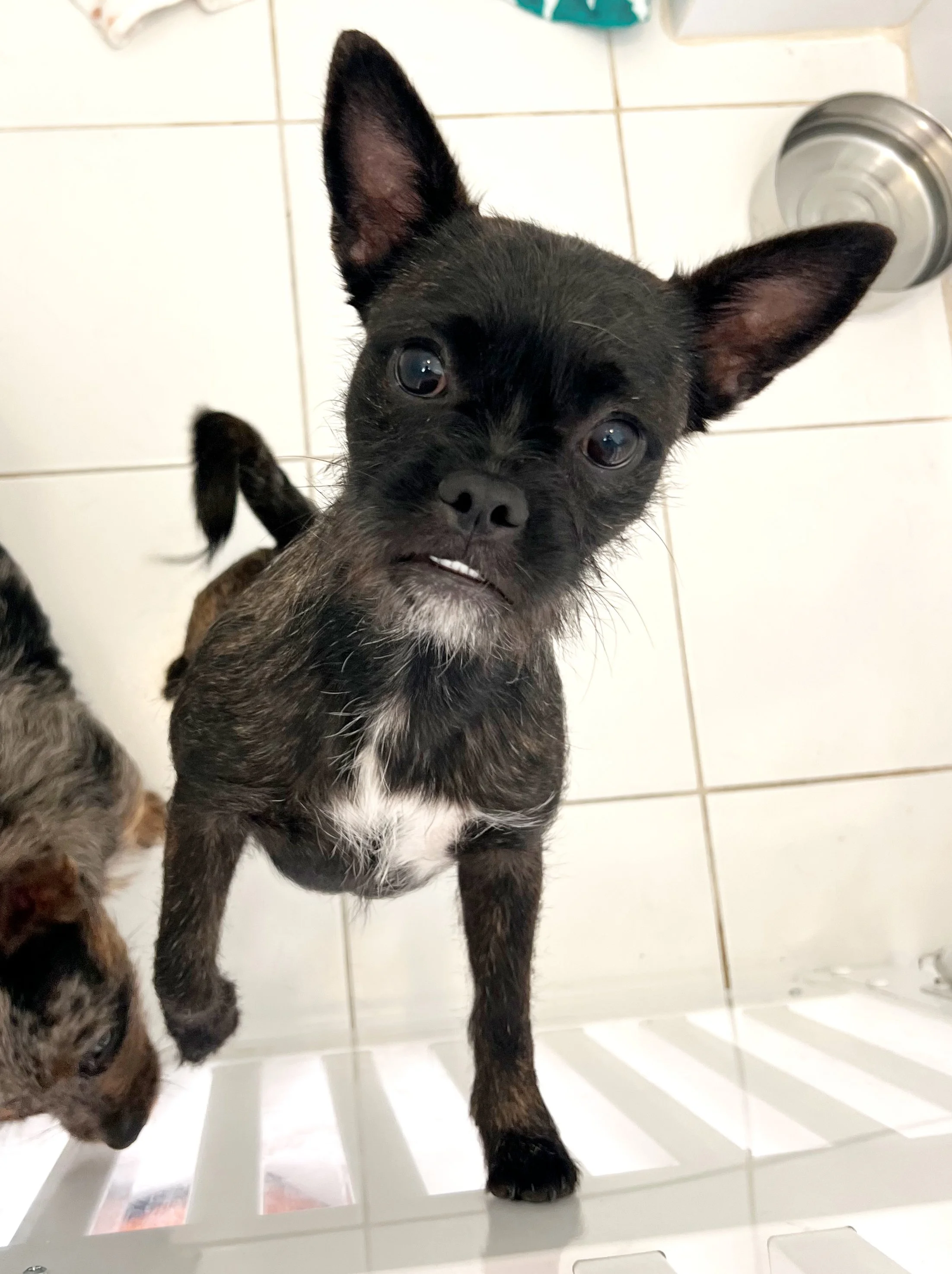  LADY BUG | FRENCHIE TERRIER MIX | 9 MONTHS OLD | 15 LBS Hi, I’m Lady Bug! I’m a curious little explorer who loves to sniff out the world around me. New sights, new smells, new places — I want to discover it all!
I can be a tiny bit shy when I first 