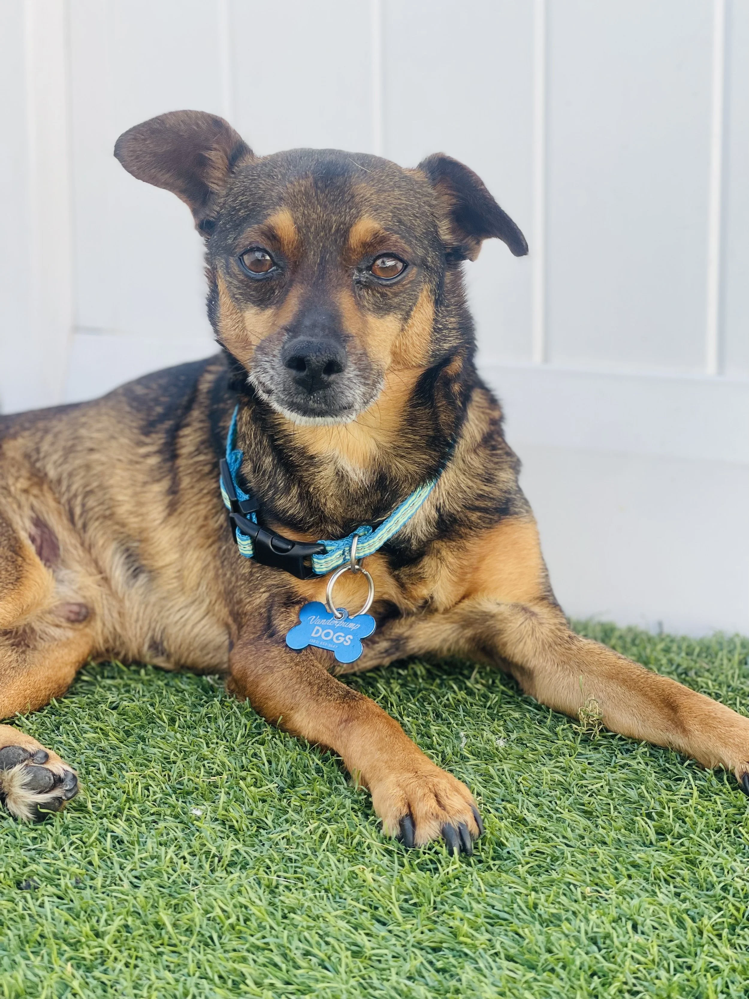 ADOPT A VANDERPUP — The Vanderpump Dog Foundation