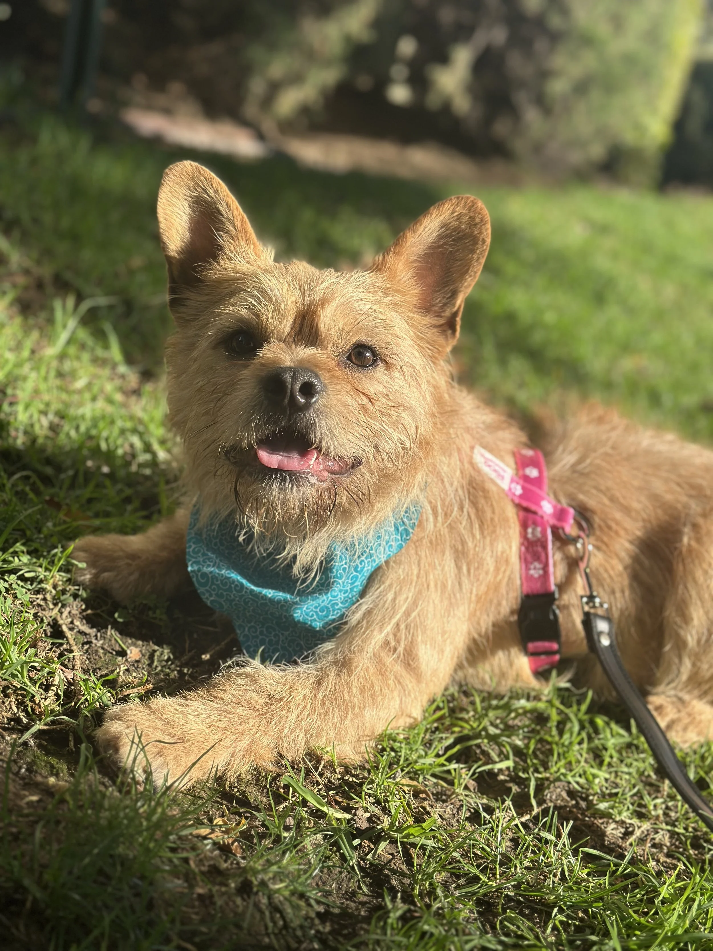  RIGATONI | TERRIER MIX | 1 YEAR OLD | 22 LBS Hi, I'm Rigatoni! I am the cutest, stoutest little lad who just loves to be your best friend! I was rescued from a high-kill shelter after being surrendered by my previous owner, and I’m doing my best to 