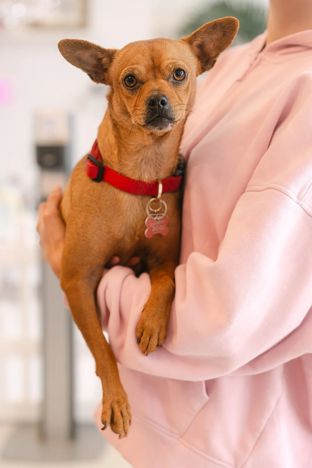  GEORGIA | MIN PIN MIX | 4 YEARS OLD | 15 LBS Hi, I’m Georgia! I am the SWEETEST little girl who was taken to the shelter after my owner couldn’t keep me anymore, which was really scary, so I could not be happier to be in the Dog House meeting new fr