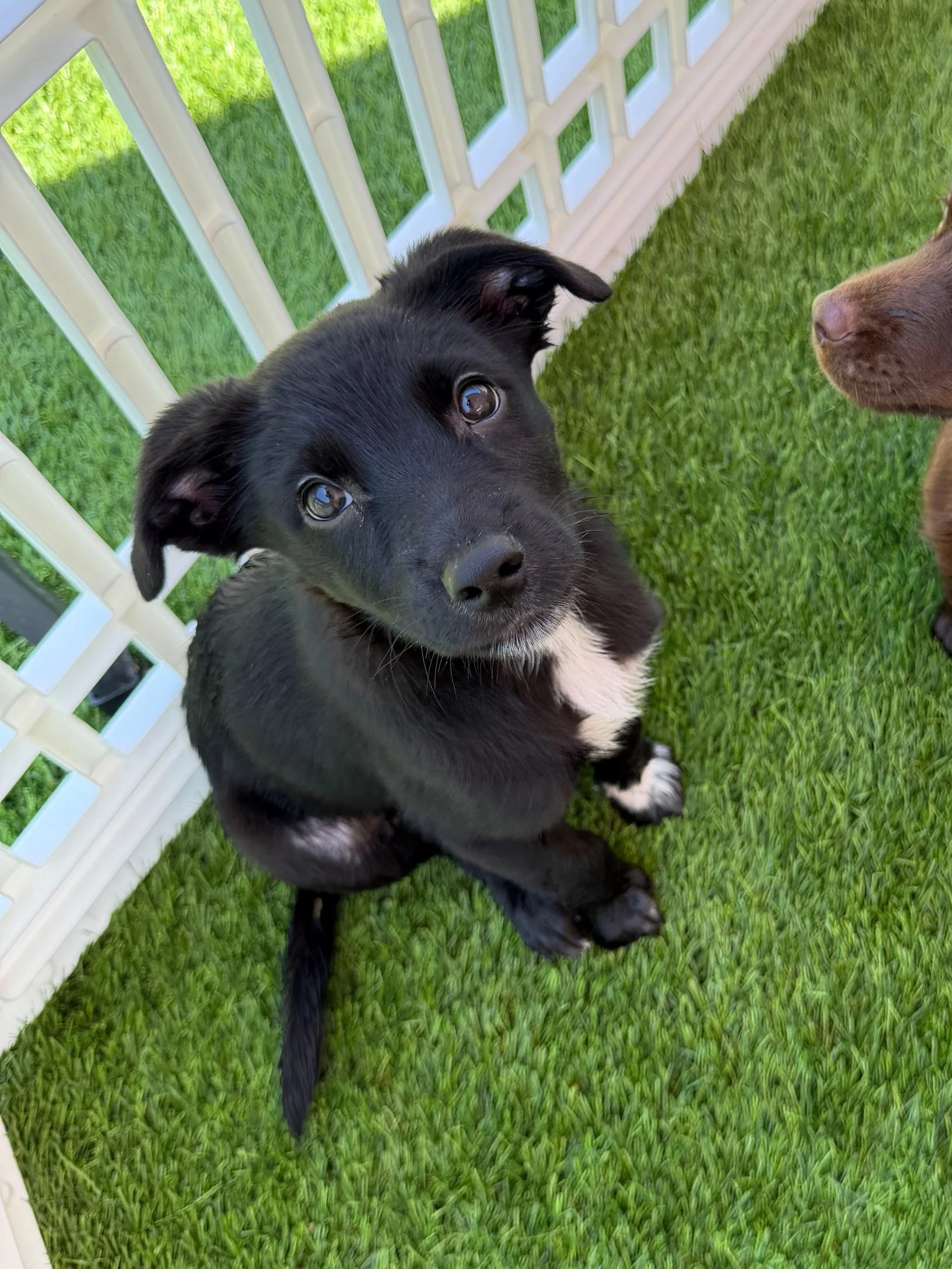  MOON PIE | TERRIER/SHEP MIX | 9 WEEKS OLD | 8 LBS Hi, I’m Moon Pie! My journey started when I arrived at the shelter with my mama and siblings at just 2 days old. We were all pretty sick and had to spend our first weeks in isolation, but thankfully 