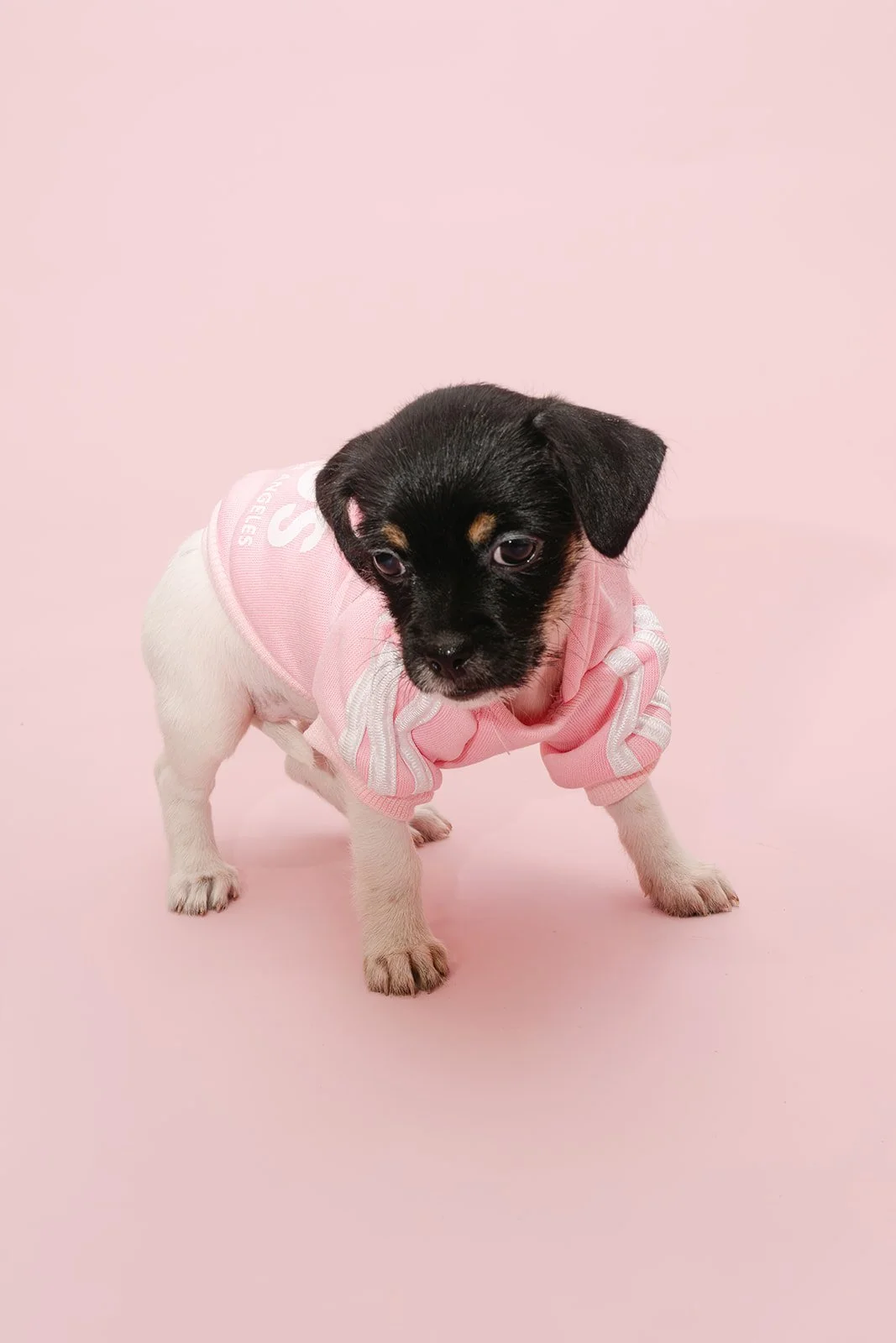  PIPER | CHIHUAHUA MIX | 3 MONTHS OLD | 5 LBS Hi, I'm baby Piper! I was rescued with my mama (Paula) and sisters when I was only a few weeks old. Now, I'm old enough to start my life out in the world! I am the most gentle and thoughtful of my sibling