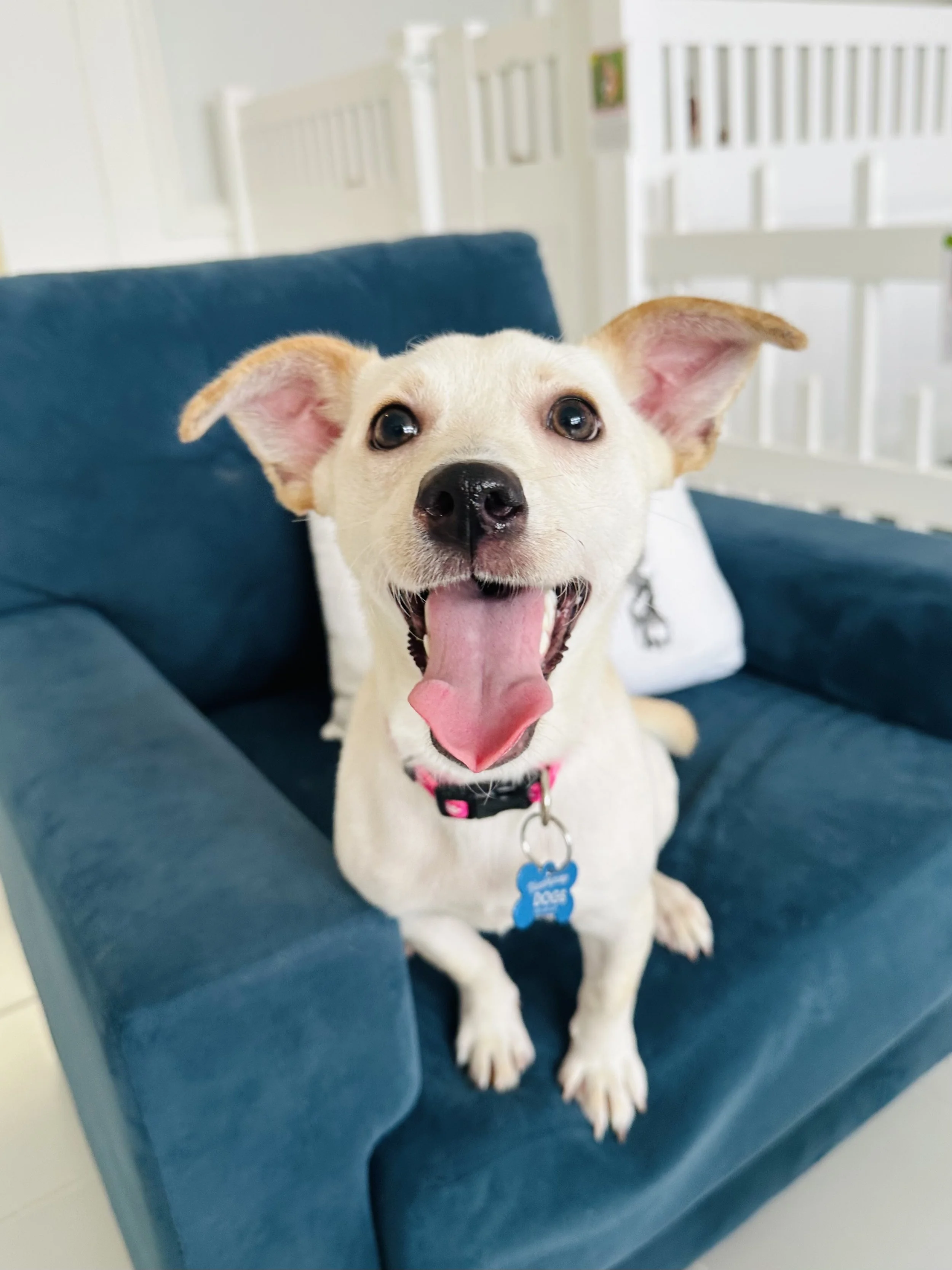  TIMOTHÉE CHALAMET | TERRIER MIX | 11 MONTHS OLD | 15+ LBS Hi, I’m Timothée! I am full of love and ready to be your best friend ever! I love everyone I meet and I love to be social and play with other dogs. I’m still a puppy, and nothing makes me hap