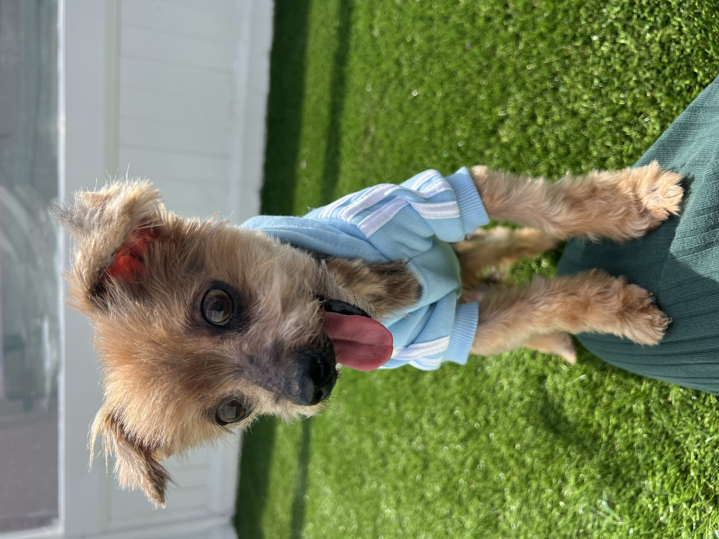  SANTINO | YORKIE | 10 YEARS OLD | 4.6 LBS Hi, I’m Santino, a ten-year-old Yorkie with a big personality packed into a little body. I was surrendered by my owner and the shelter was a really scary place for me—especially because my vision isn’t the b