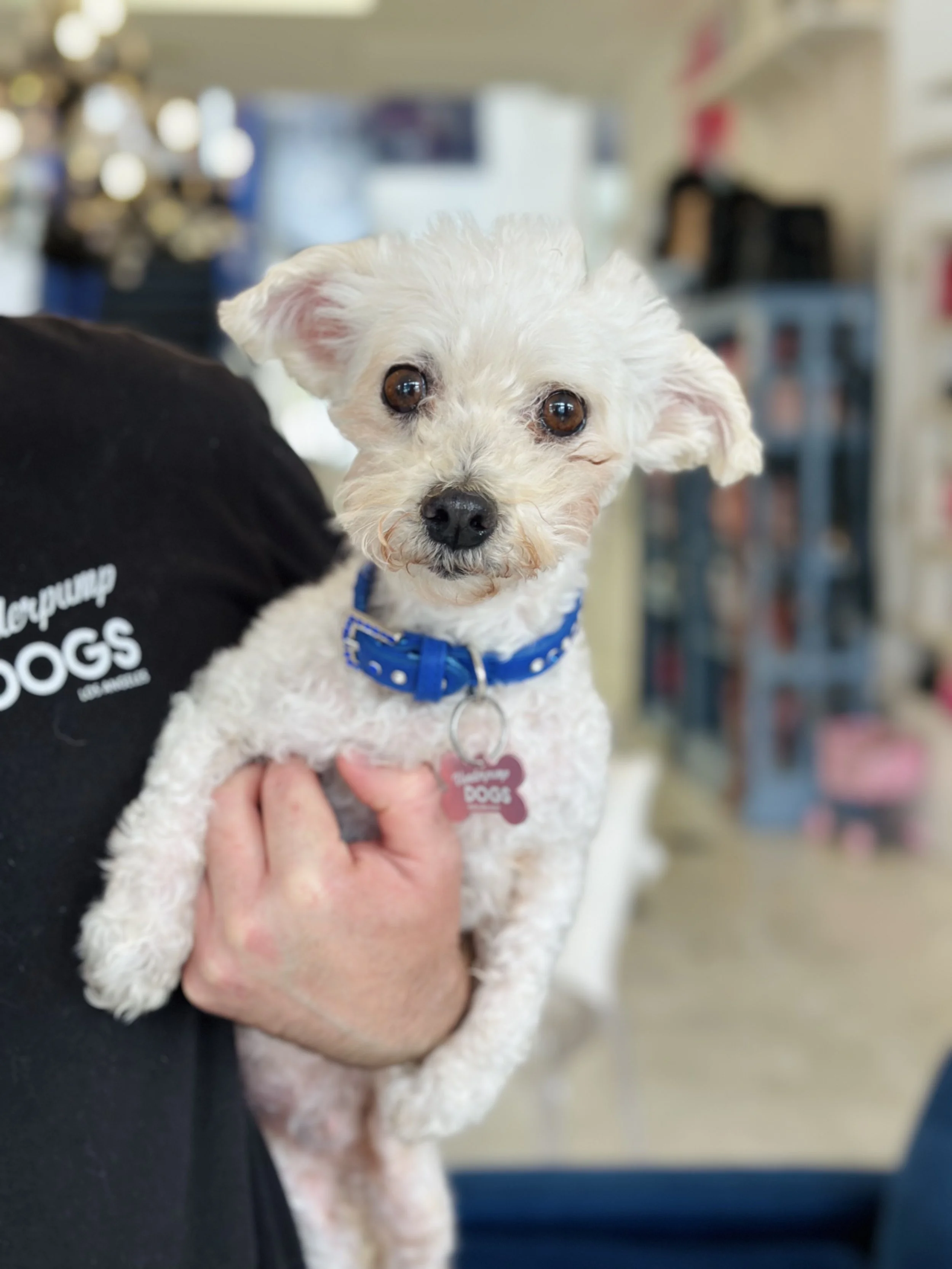   GENEVIEVE | POODLE MIX | 6 YEARS OLD | 8 LBS Hi, I’m Genevieve! I was rescued from a high-kill shelter after being found as a stray. I am a happy girl who just wants to be on your lap or at your side. I love being held and I want to be your best fr