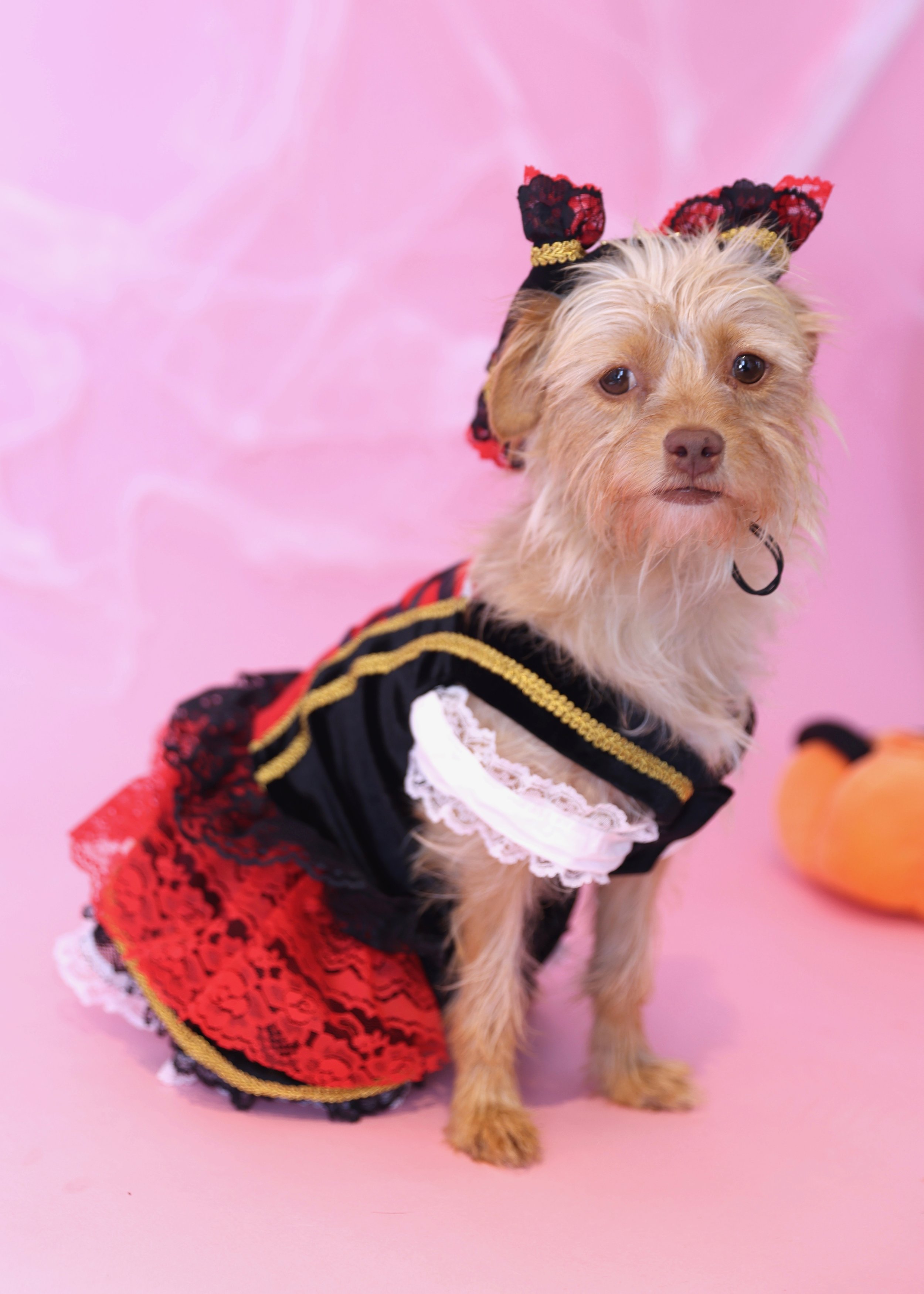  ASHLEY | TERRIER MIX | 6 MONTHS OLD | 12 LBS Hi, I’m Ashley! I’m a 6-month-old Terrier mix, and I was found as a stray before I was rescued from a high-kill shelter. Even though my start was a little uncertain, I’ve only got love in my heart. I just