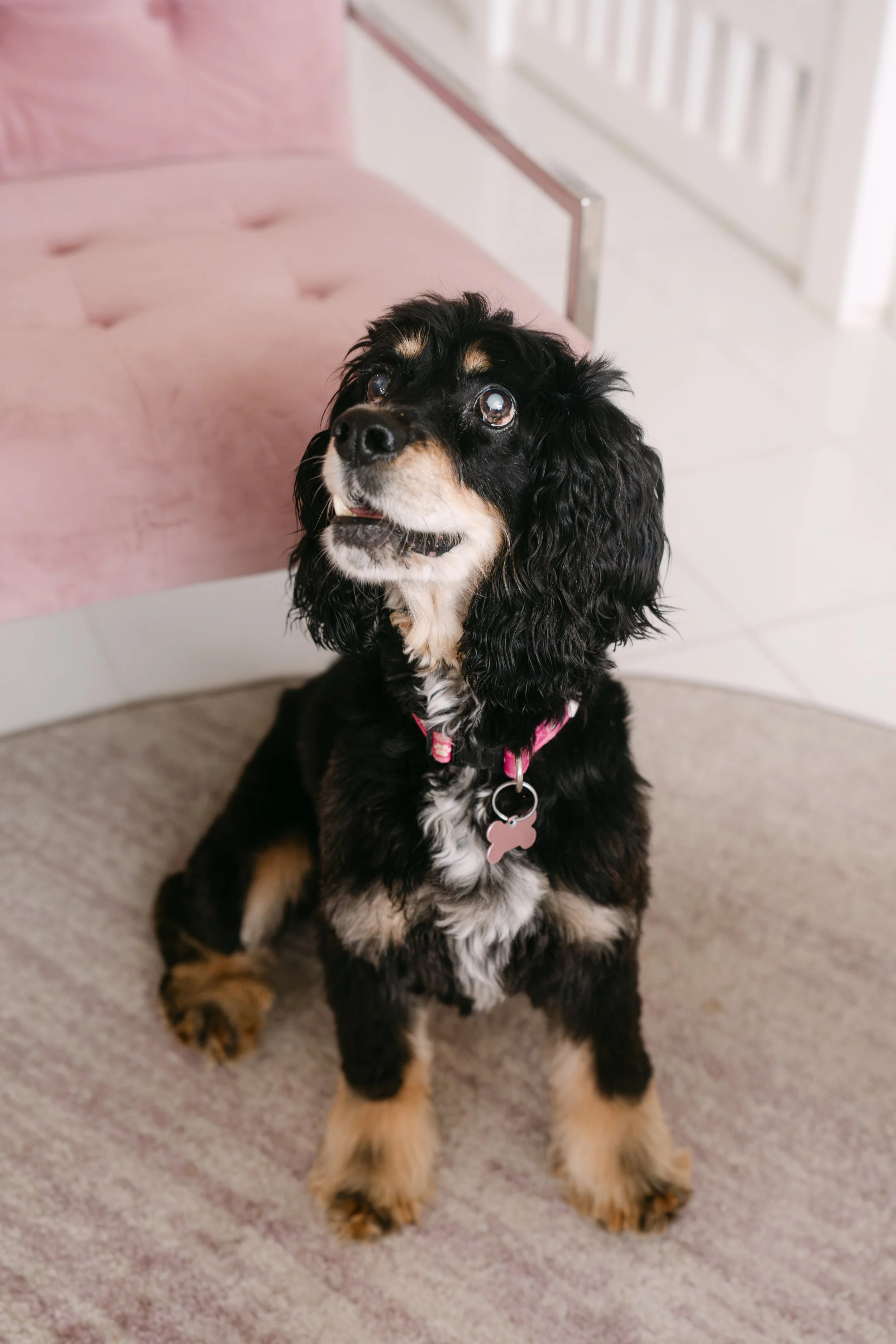  DELILAH | COCKER SPANIEL | 13 YEARS OLD | 28 LBS  I'M LOOKING FOR A FOSTER! Hi, I’m Delilah. I was surrendered to the shelter in really bad shape, after spending most of my life tethered outdoors. I was underweight, severely matted, visually impaire