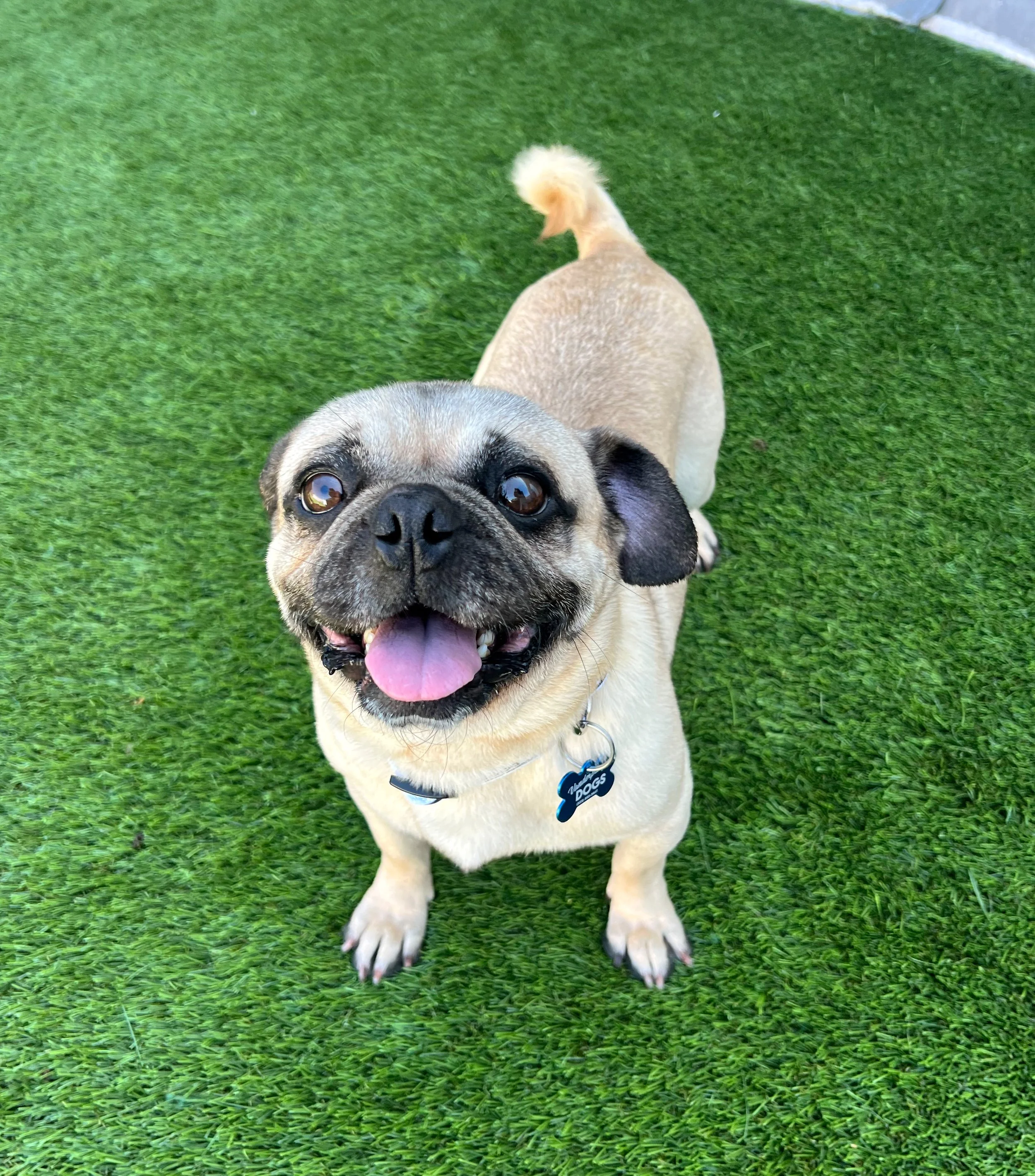  LINGUINE | PUG | 1 YEAR OLD | 20 LBS Hi, I’m Linguine! I am a handsome young pug who was found as a stray and taken to a high-kill shelter, where I came down with a respiratory infection that is extra scary for a short nosed dog like me. Thankfully 