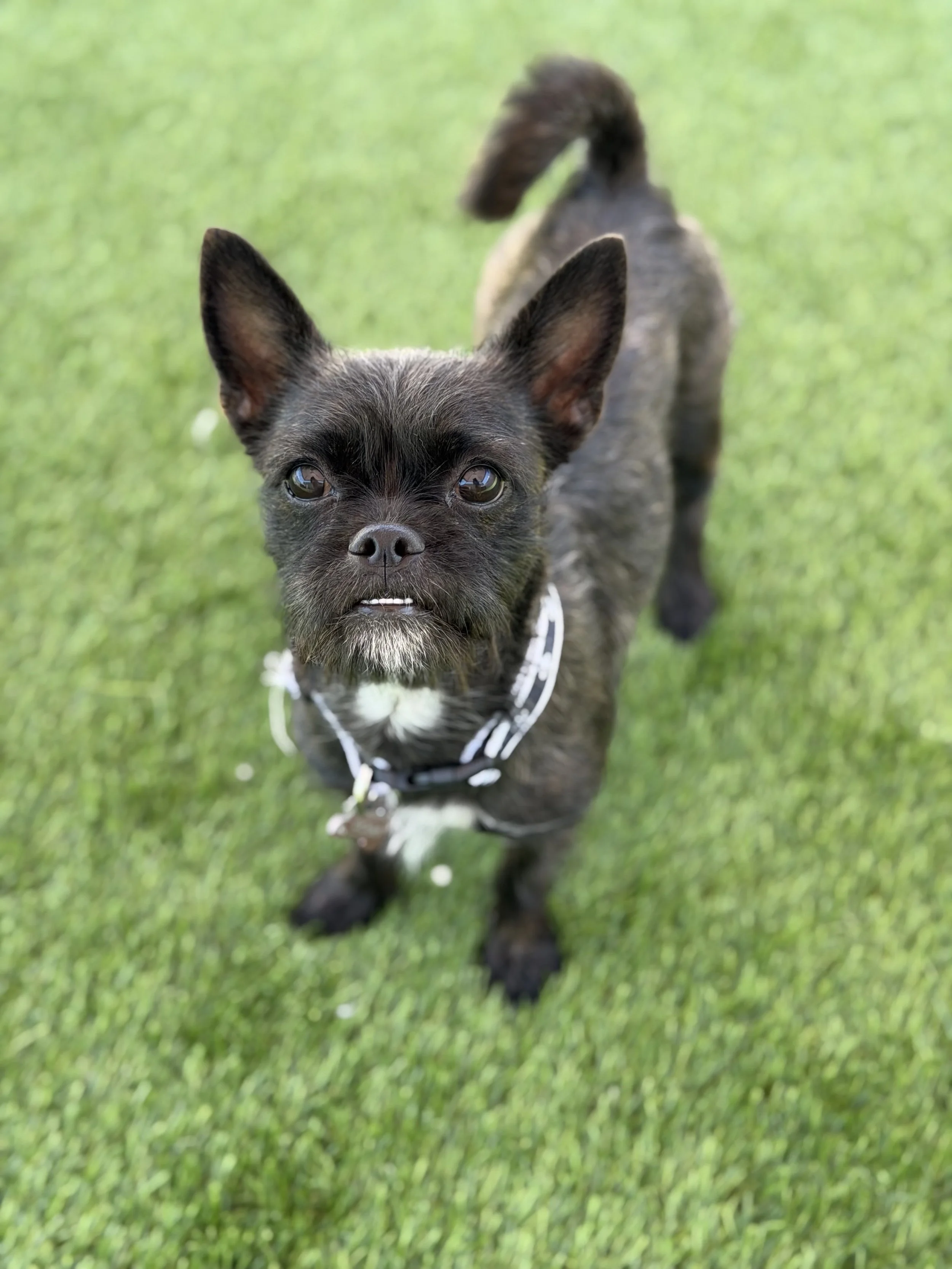  LADY BUG | FRENCHIE TERRIER MIX | 9 MONTHS OLD | 15 LBS Hi, I’m Lady Bug! I’m a curious little explorer who loves to sniff out the world around me. New sights, new smells, new places — I want to discover it all!
I can be a tiny bit shy when I first 