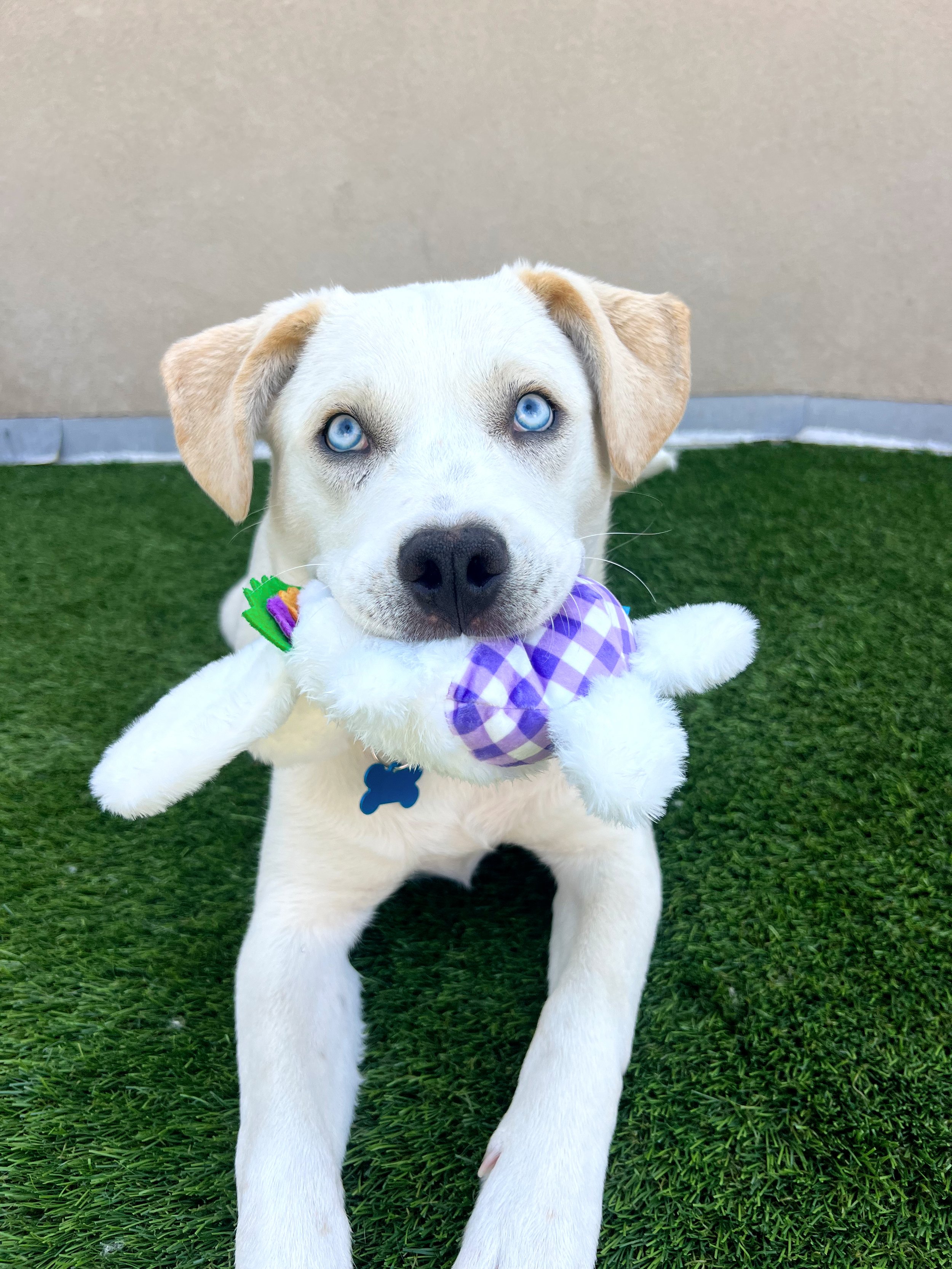  ROB | HUSKY/LAB MIX | 7 MONTHS OLD | 38 LBS  Hi, I’m Rob! I’m a big, confident puppy who’s full of personality and always ready for fun. My brother Bob and I were found as strays, but I haven’t let that slow me down one bit!
I love toys — the more, 