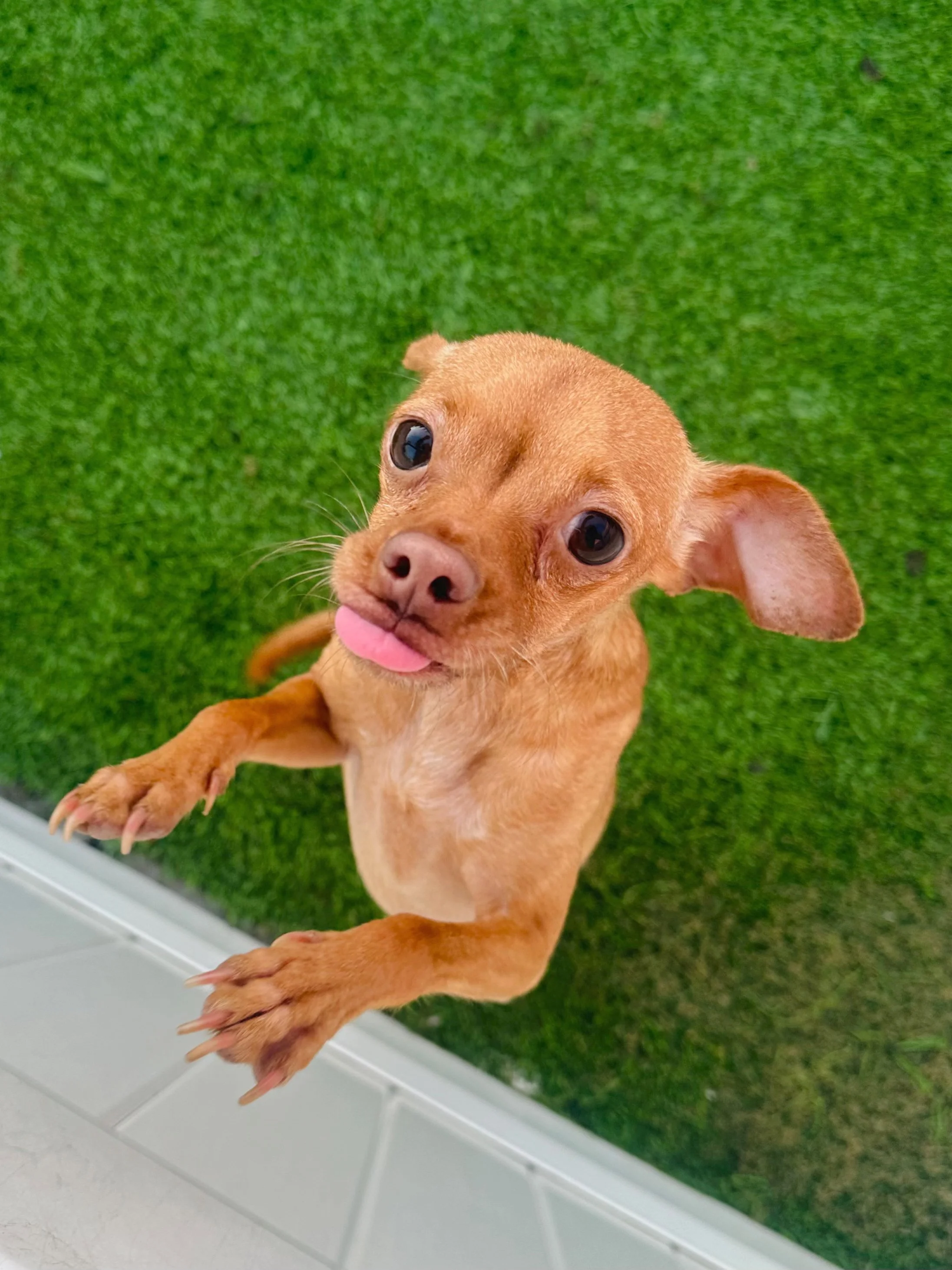  PRINCE ERIC | CHIHUAHUA MIX | 3 YEARS OLD | 8LBS 
Hi, I'm Prince Eric! I am a happy, bouncy boy who has so much love to give! I was originally rescued from a high-kill shelter and adopted around a year ago, but unfortunately my family's circumstance