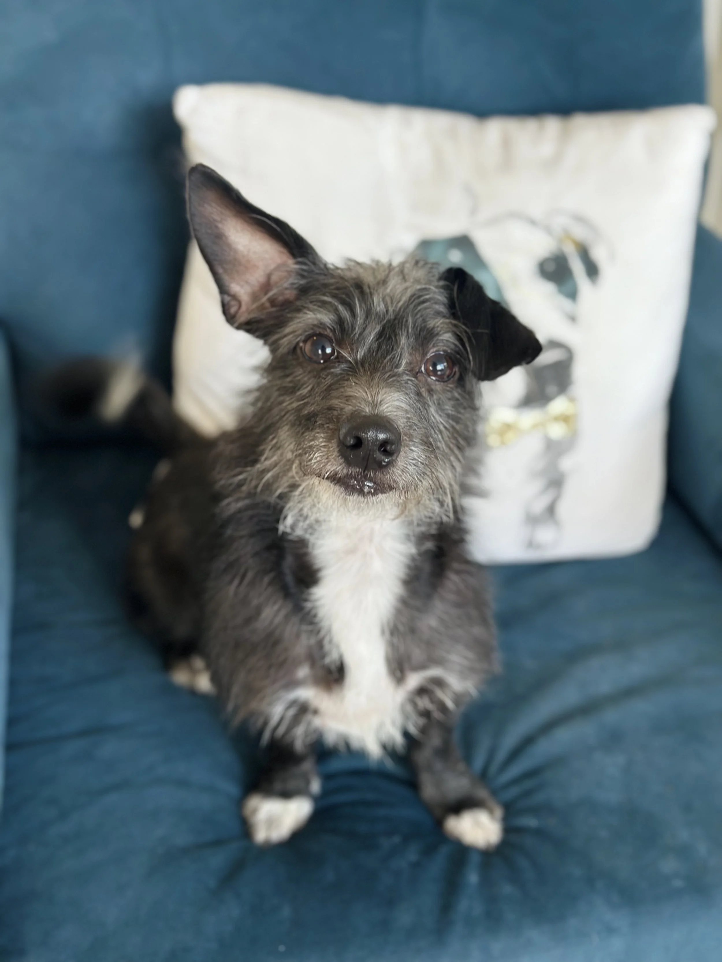  MARSHALL | TERRIER MIX | 1 YEARS OLD | 12 LBS Hi, I'm Marshall, a 1-year-old Dachshund-Terrier mix who got left at the shelter as a stray. I am tender and shy at first but I am so eager for love and cuddles! As soon as I open up, you get all the sil