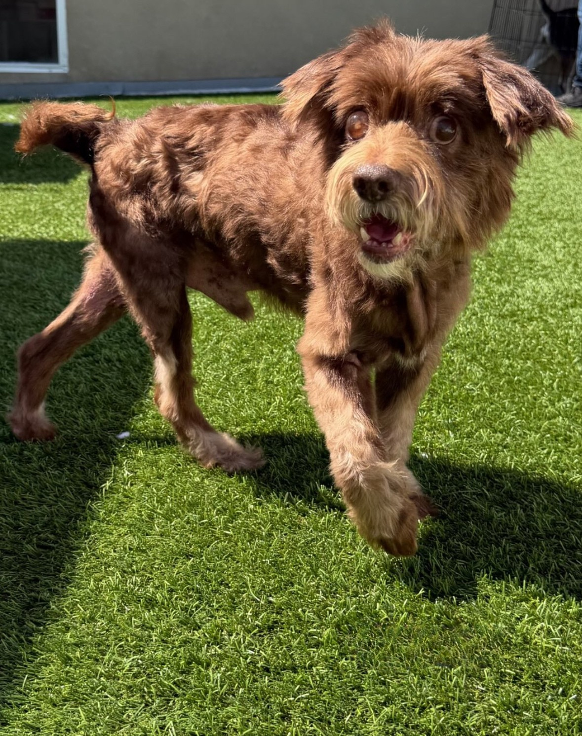  TOTO | SCHNAUZER MIX | 6 YEARS OLD | 23 LBS Hi, I’m Toto 🐾
I was found as a stray and brought into the shelter in pretty rough condition. I’m completely blind in both eyes, and while the vets are still figuring out exactly why, the good news is, it