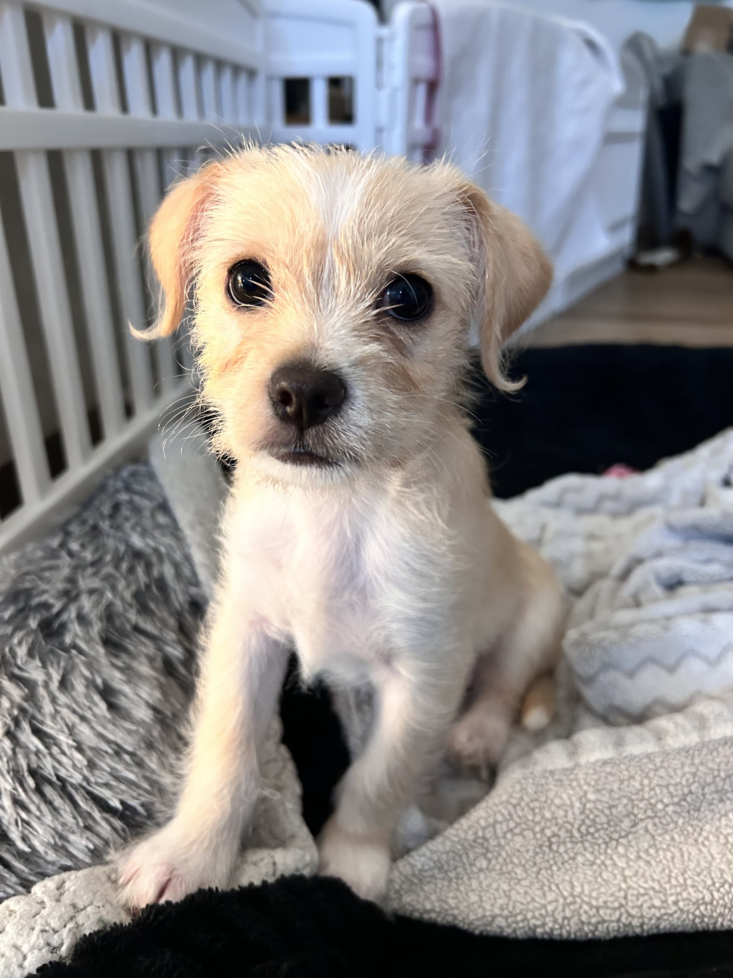  DAISY | MALTESE/TERRIER MIX | 3 MONTHS OLD | 5+ LBS  HOME FOR THE HOLIDAYS: I already have a foster, but I'm still available for adoption! Hi, I’m Daisy! I am Magnolia’s baby, and Vanderpump Dogs rescued my family after we ended up at a high kill sh