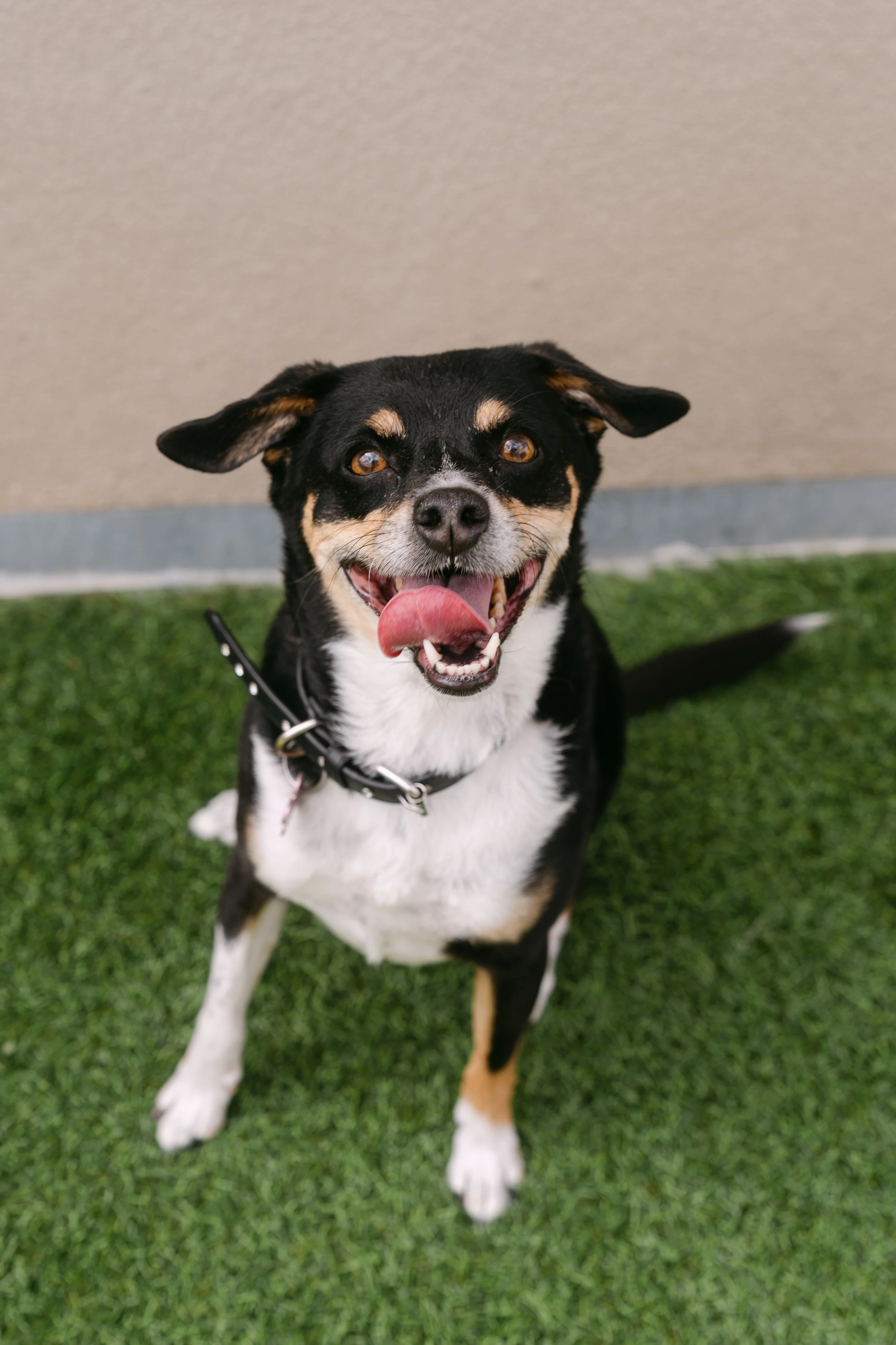 MALLORY | TERRIER MIX | 8 YEARS OLD | 23 LBS Hi, I’m Mallory! I was originally adopted as a puppy and spent most of my life with the same family. As their family grew and human children came along, I had a hard time adjusting. They tried their best 