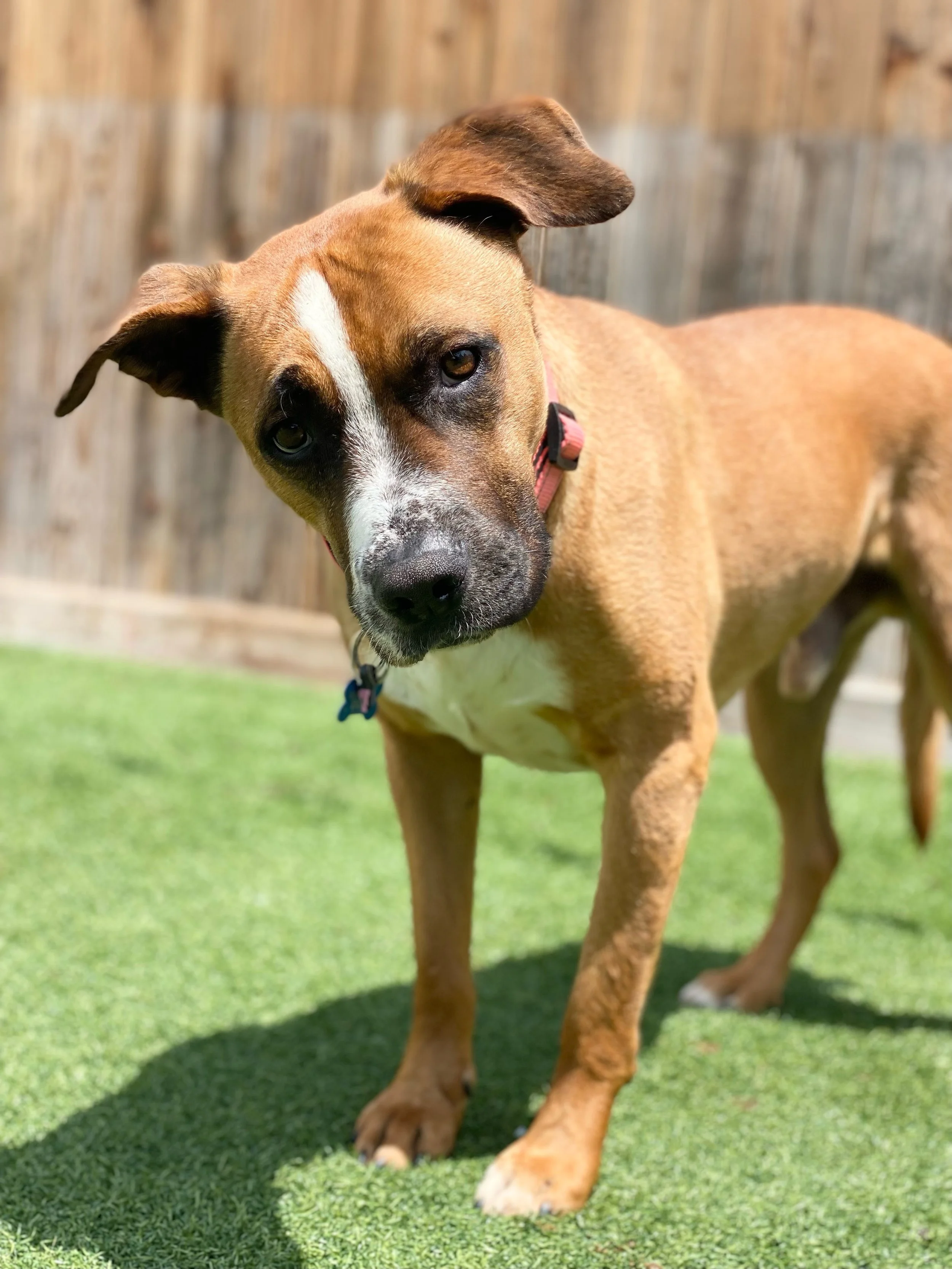 ADOPT A VANDERPUP — The Vanderpump Dog Foundation