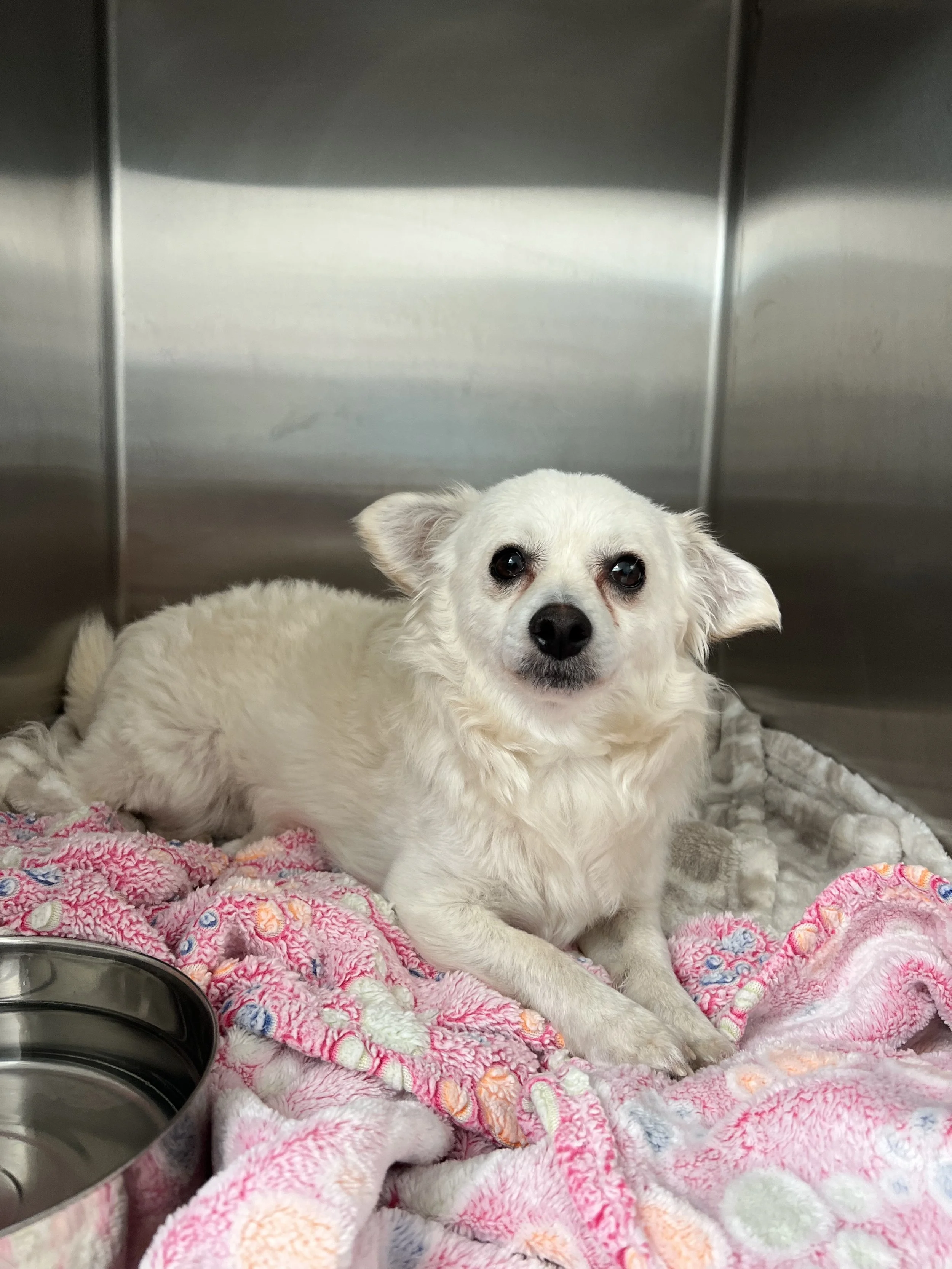  TIMOTHY | CHIHUAHUA MIX | 1 YEAR OLD | 8 LBS  HOME FOR THE HOLIDAYS: I'm available to foster, I am on crate rest! Hi, I'm Timothy! I ended up in the medical list at the shelter after I was found as a stray with a badly broken pelvis (most likely I w