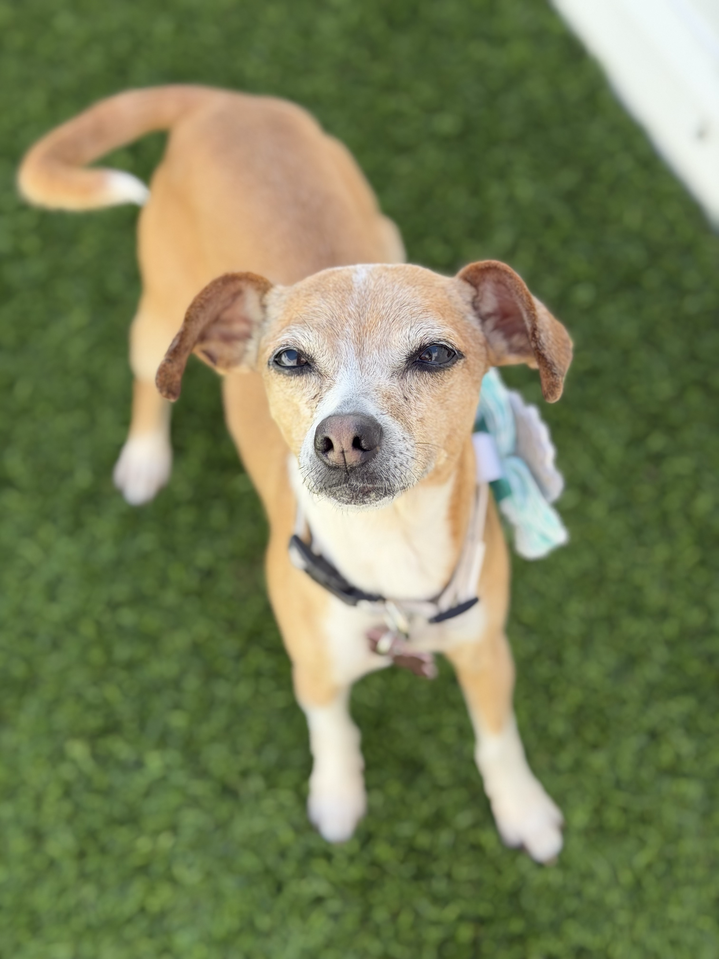  PENNY | CHIHUAHUA MIX | 8 YEARS OLD | 15 LBS Hi, I’m Penny! I’m a happy little girl who loves the simple things in life — a good snack, a cozy spot, and soaking up the sunshine. You can usually find me enjoying the outdoors, basking in a warm patch 