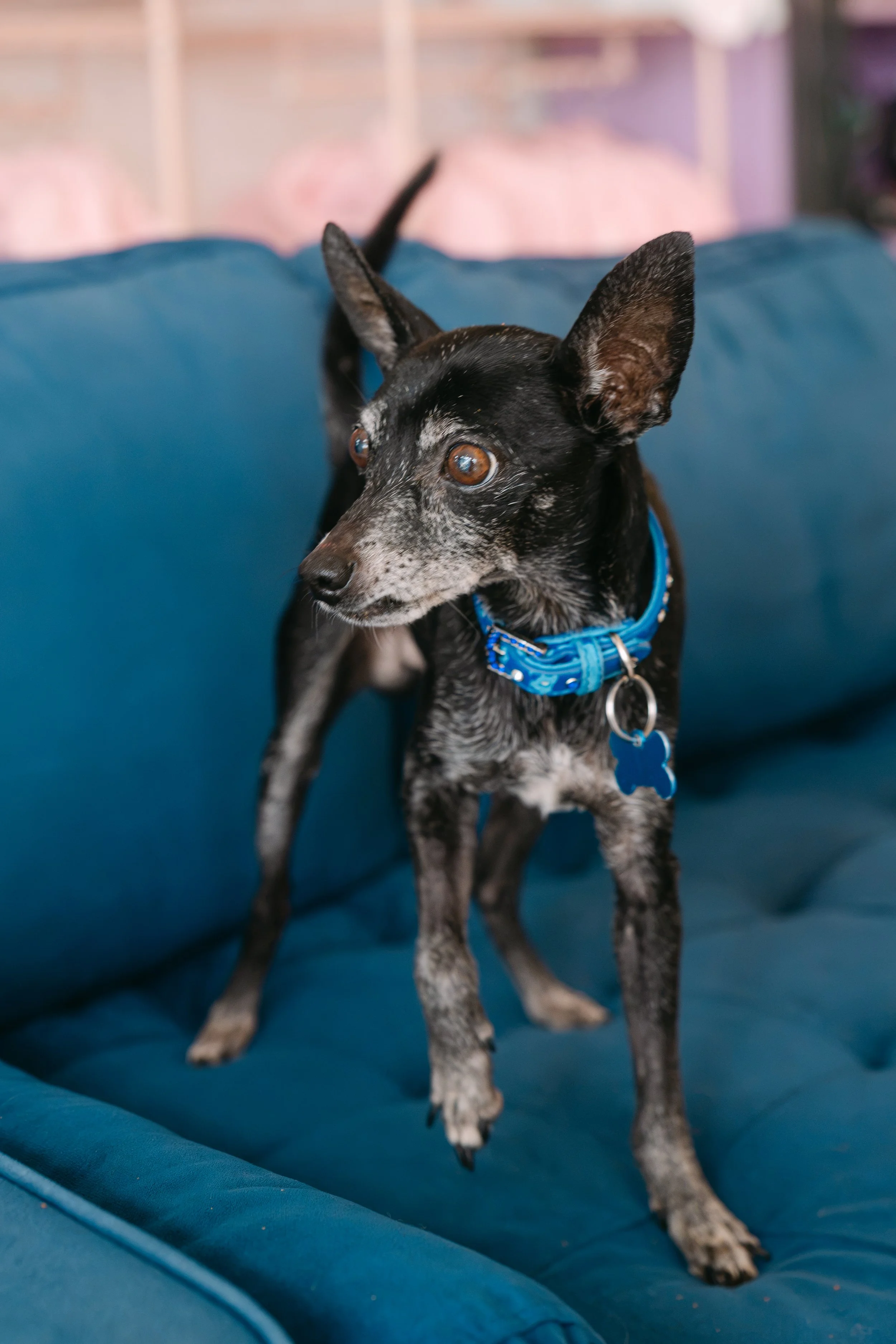  CJ | CHIHUAHUA | 15 YEARS OLD | 10 LBS  I'M LOOKING FOR A FOSTER! 
Hi, I’m CJ! I was surrendered to the shelter as a senior, which can be an especially scary and risky place for an older guy like me. I was originally listed as 10 years old, but afte