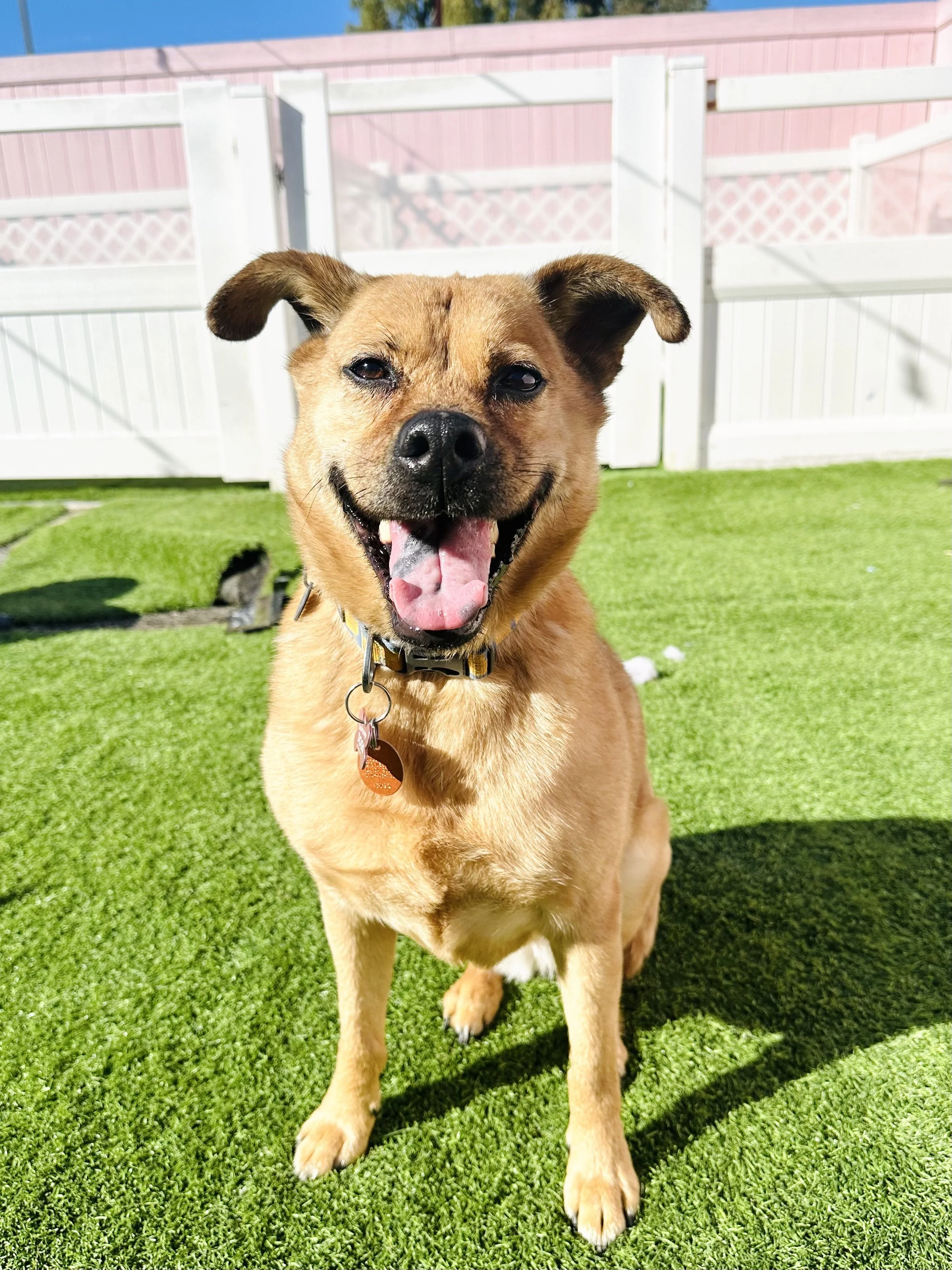  RUTH | LAB/SHEPHERD MIX | 6 YEARS OLD | 38 LBS Hi! I’m Ruth, and I’m looking for my second chance at forever. I had a loving home for many years, until my family had kids. I have always been scared of kids because they are unpredictable, so I came b