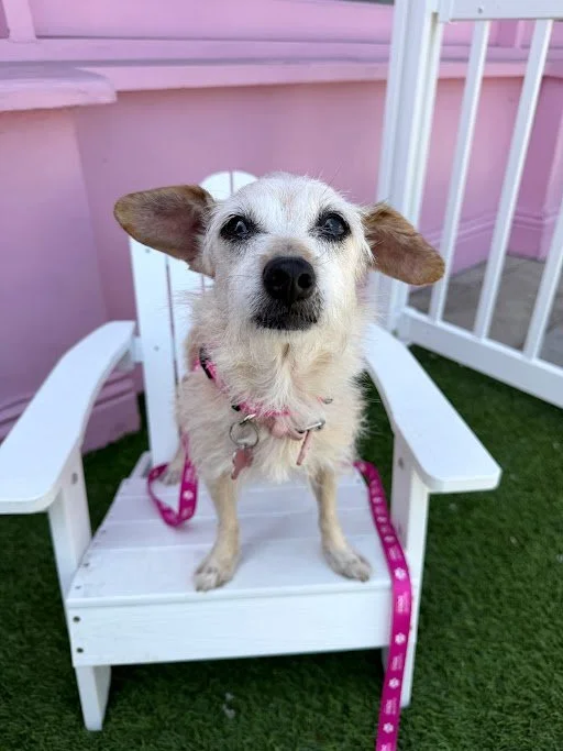  FELICITY | TERRIER MIX | 7 YEARS OLD | 11 LBS Hi, I'm Felicity! I'm a sweet little terrier mix with the biggest heart—and some pretty adorable ears to match! I was found as a stray and ended up in a high-kill shelter, where, sadly, no one came for m