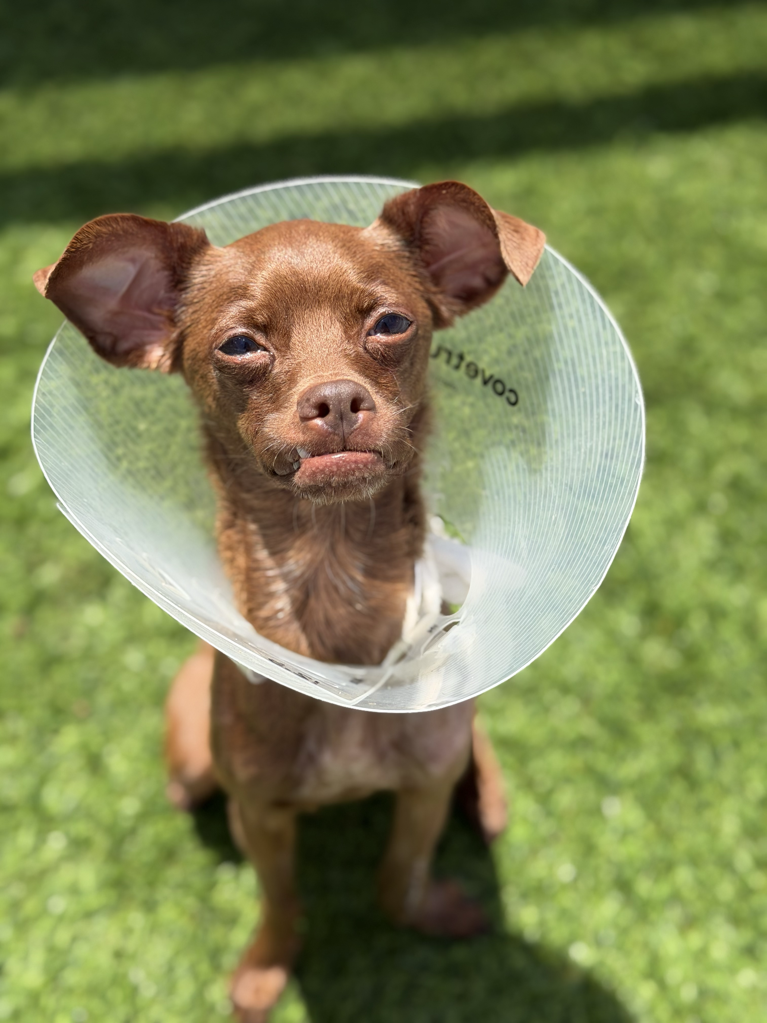  DAISY | MIN PIN MIX | 10 MONTHS OLD | 15 LBS Hi, I’m Daisy 🌸
I was brought to the shelter as a stray with a pretty serious injury, and it turned out I had a ulna fracture in my front leg. The shelter was a scary, stressful place, and I was at risk 