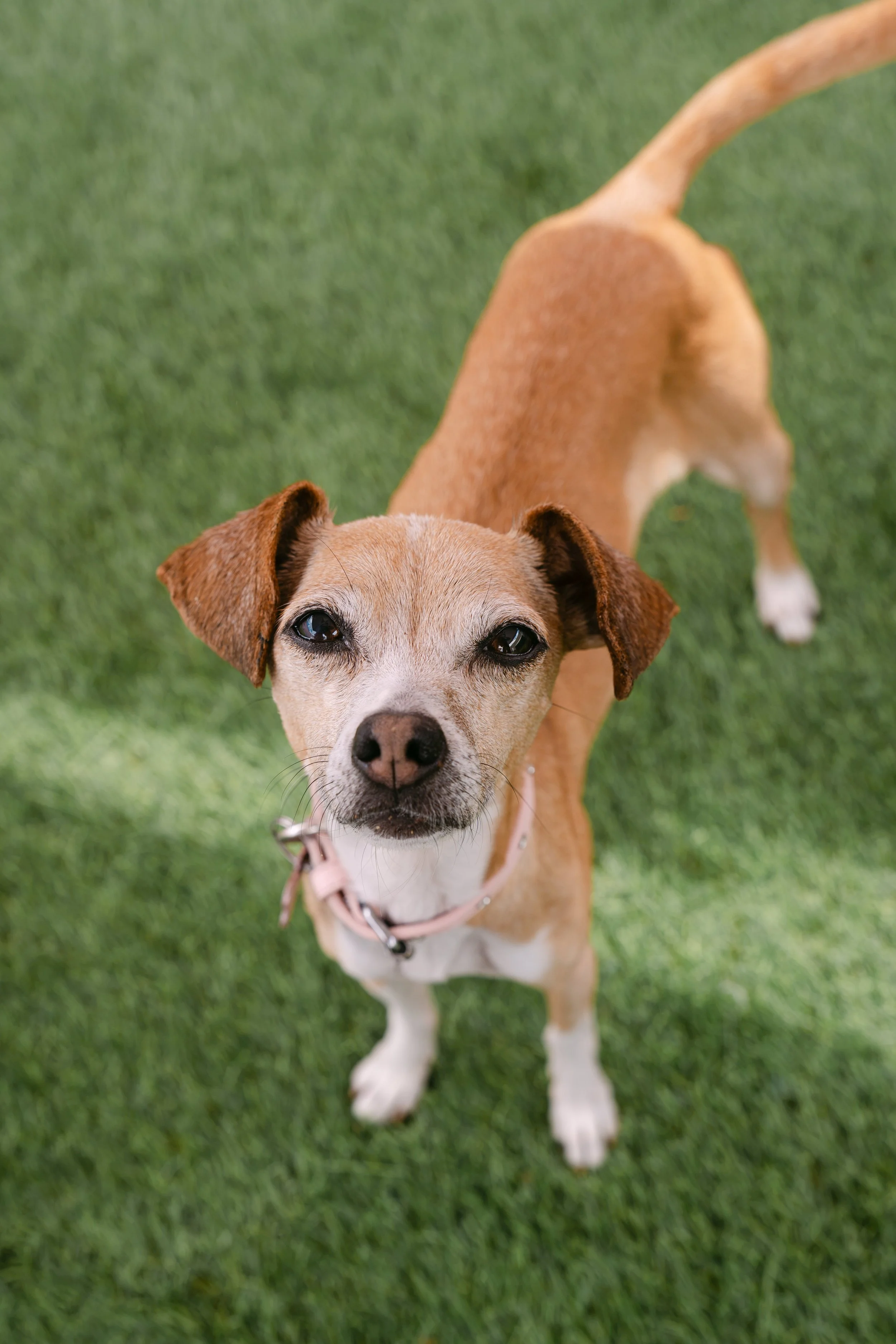  PENNY | CHIHUAHUA MIX | 8 YEARS OLD | 15 LBS Hi, I’m Penny! I’m a happy little girl who loves the simple things in life — a good snack, a cozy spot, and soaking up the sunshine. You can usually find me enjoying the outdoors, basking in a warm patch 