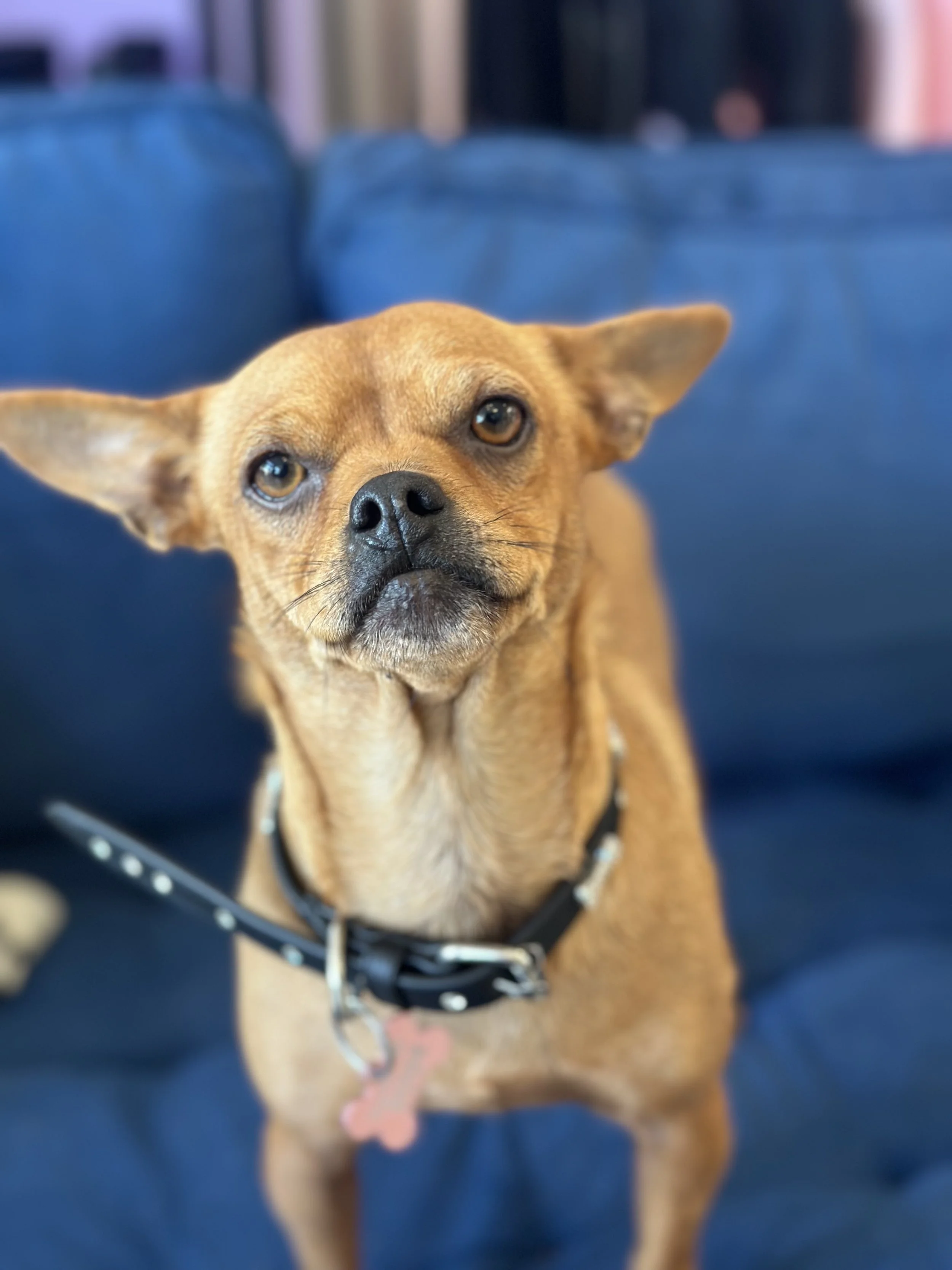  MIN PIN MIX | 4 YEARS OLD | 15 LBS Hi, I’m Georgia! I am the SWEETEST little girl who was taken to the shelter after my owner couldn’t keep me anymore, which was really scary, so I could not be happier to be in the Dog House meeting new friends and 