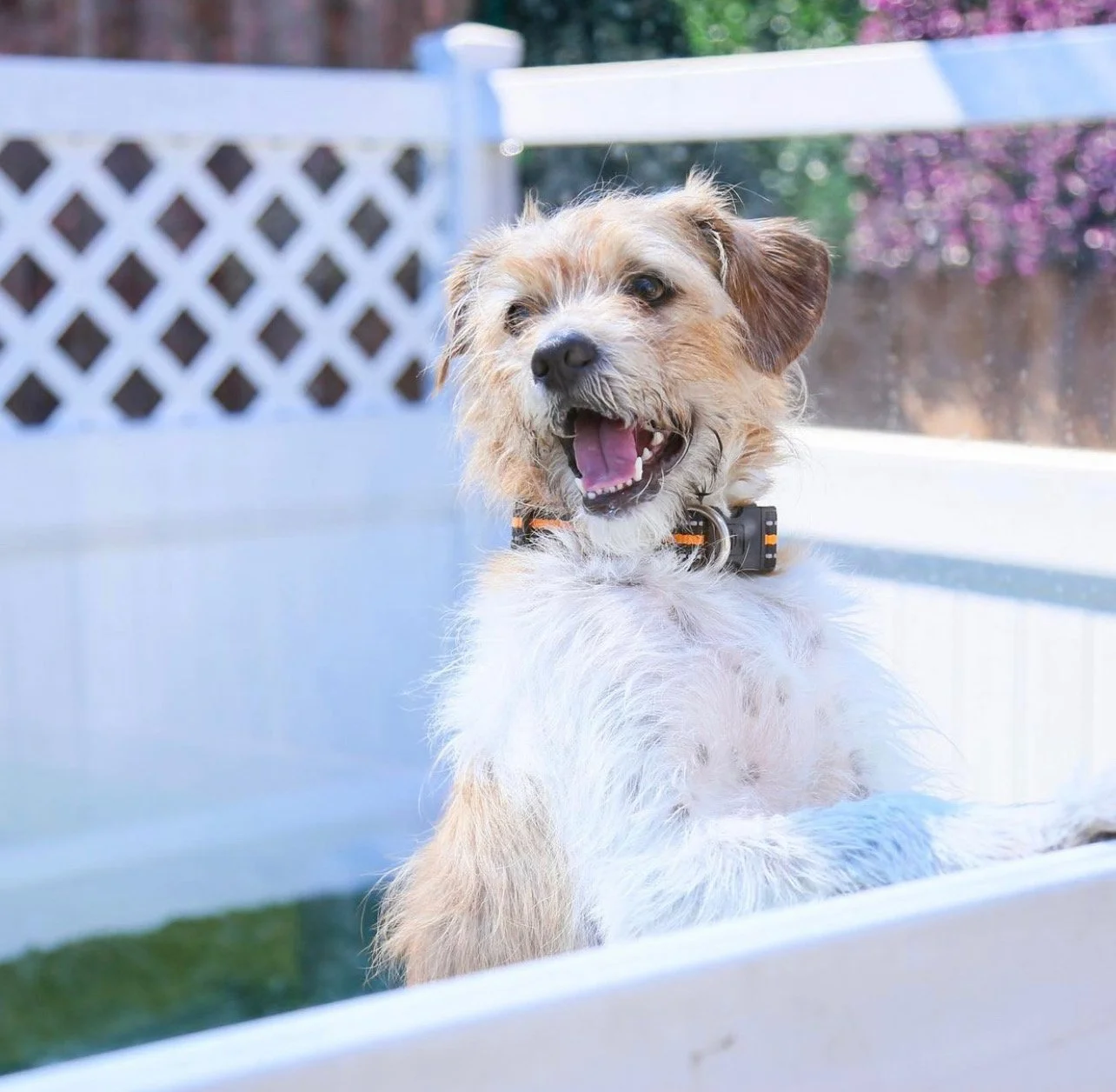 ADOPT A VANDERPUP — The Vanderpump Dog Foundation