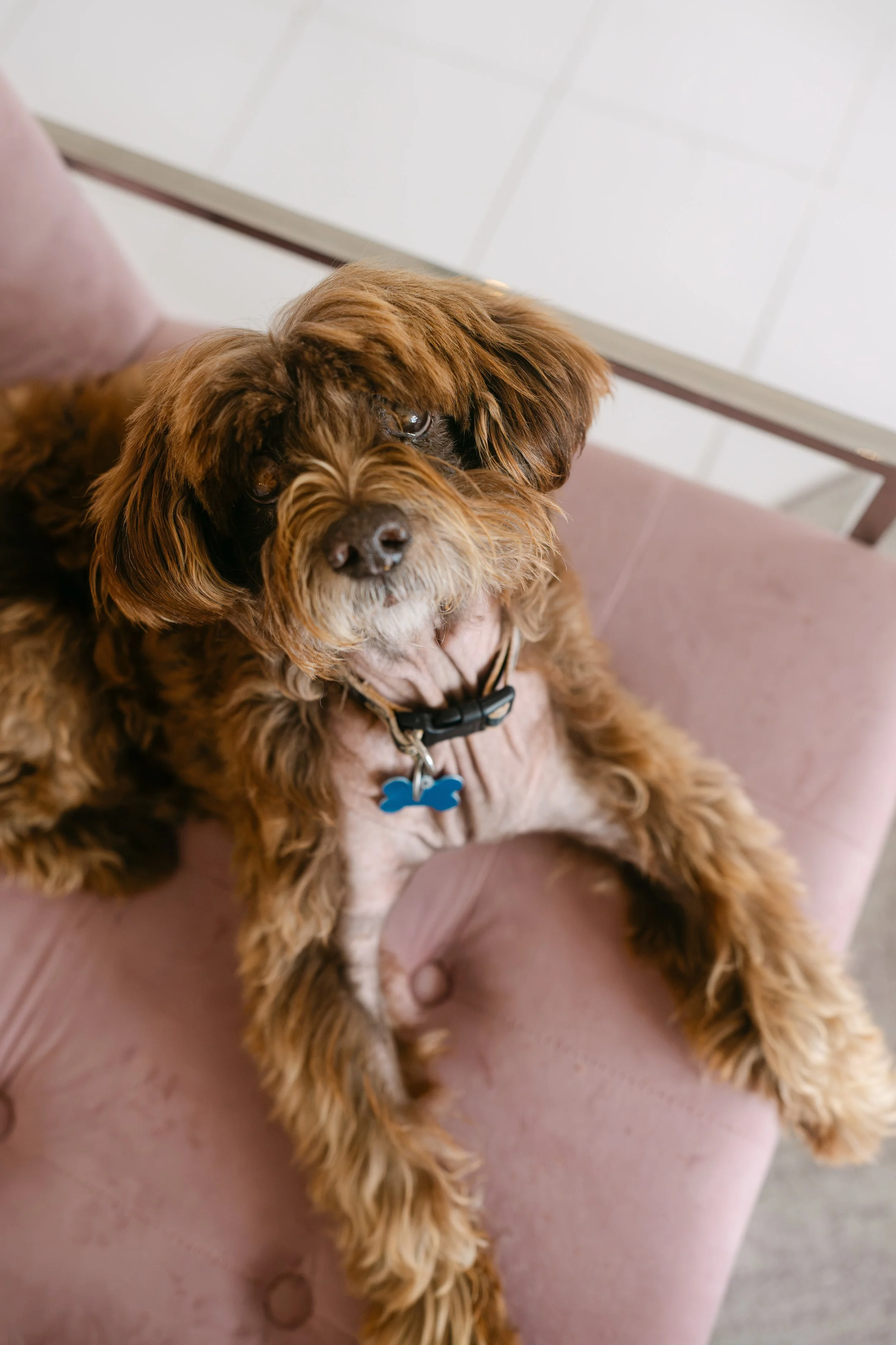  TOTO | SCHNAUZER MIX | 6 YEARS OLD | 23 LBS  I'M LOOKING FOR A FOSTER! Hi, I’m Toto 🐾
I was found as a stray and brought into the shelter in pretty rough condition. I’m completely blind in both eyes, and while the vets are still figuring out exactl