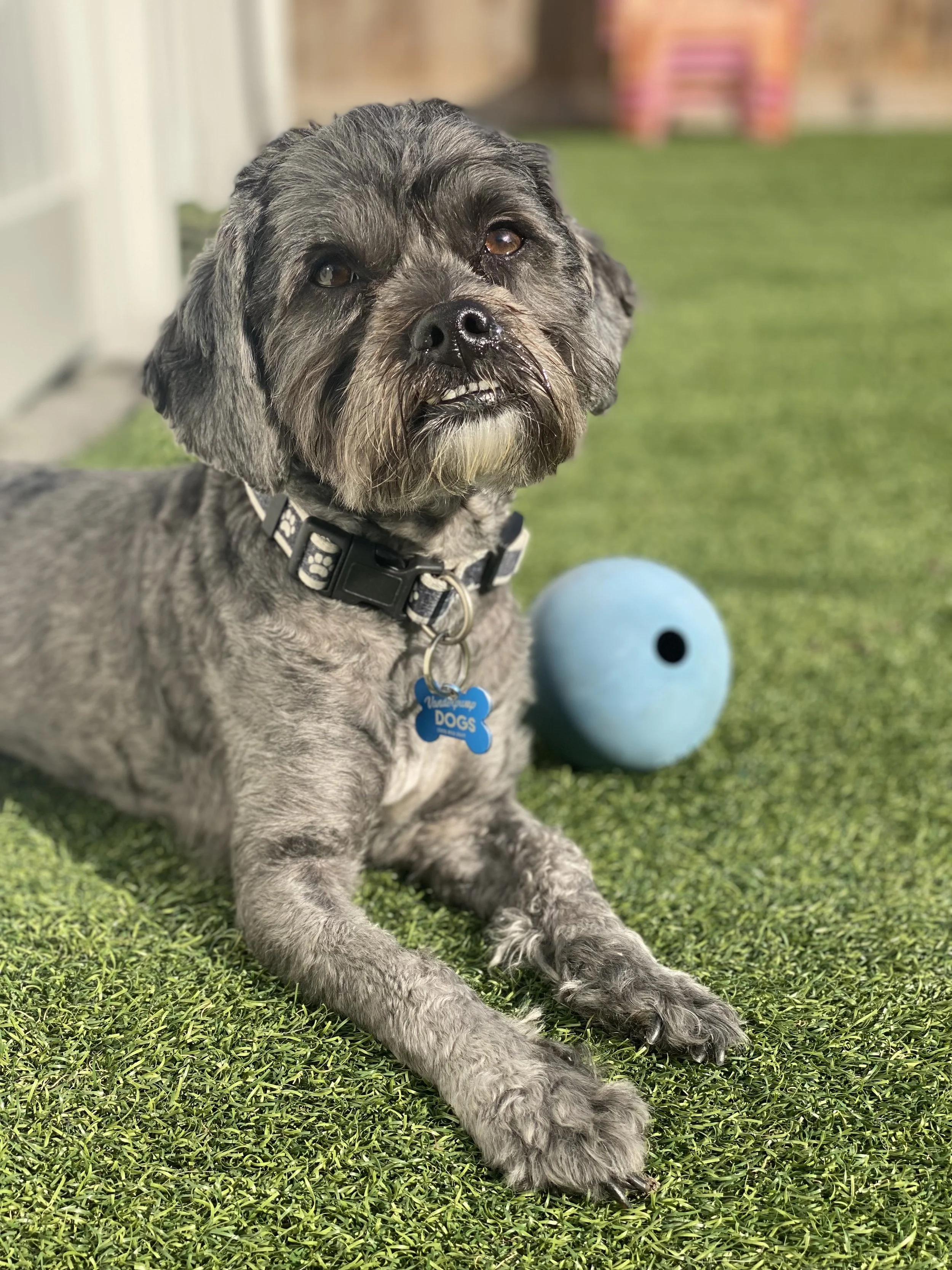 ADOPT A VANDERPUP — The Vanderpump Dog Foundation