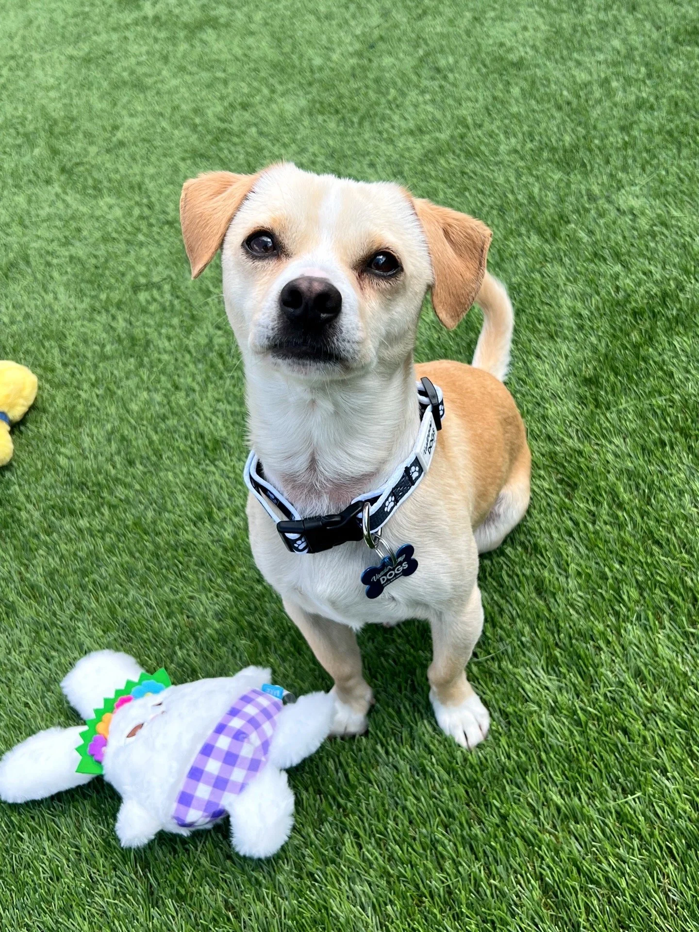  OZZY | TERRIER MIX | 4 YEARS OLD | 14 LBS  Hi, I’m Ozzy! I’m a sweet little guy who’s all about the simple joys in life — cuddles, sunshine, and being close to my people. I was surrendered to the shelter because my owner became unhoused and could no