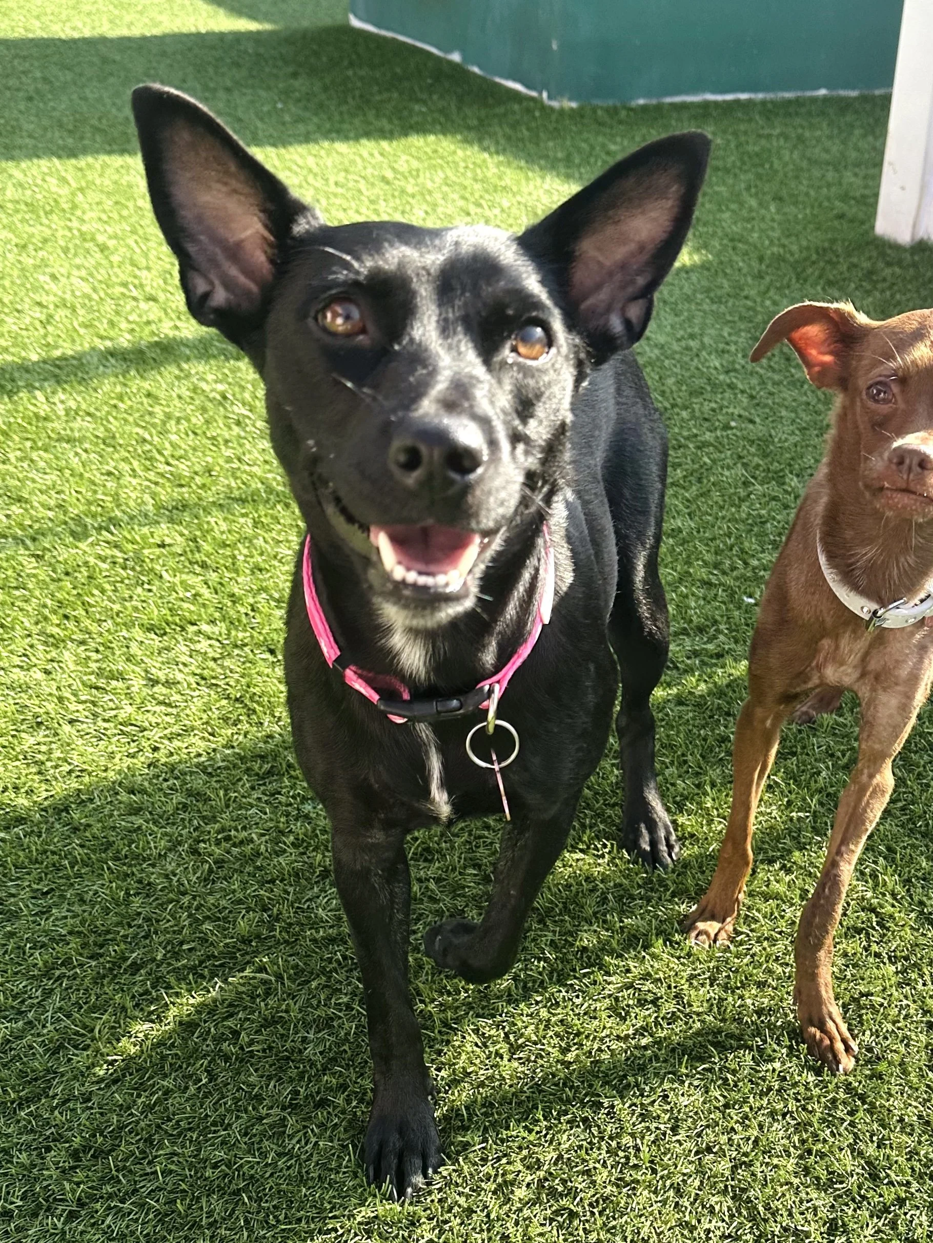  MIDNIGHT | TERRIER/SHEP MIX | 1 YEAR OLD | 30 LBS Hi, I’m Midnight. A few months ago, I arrived at the shelter with my tiny puppies when they were only 2 days old. Not long after, all of us became sick and had to spend those early weeks isolated in 