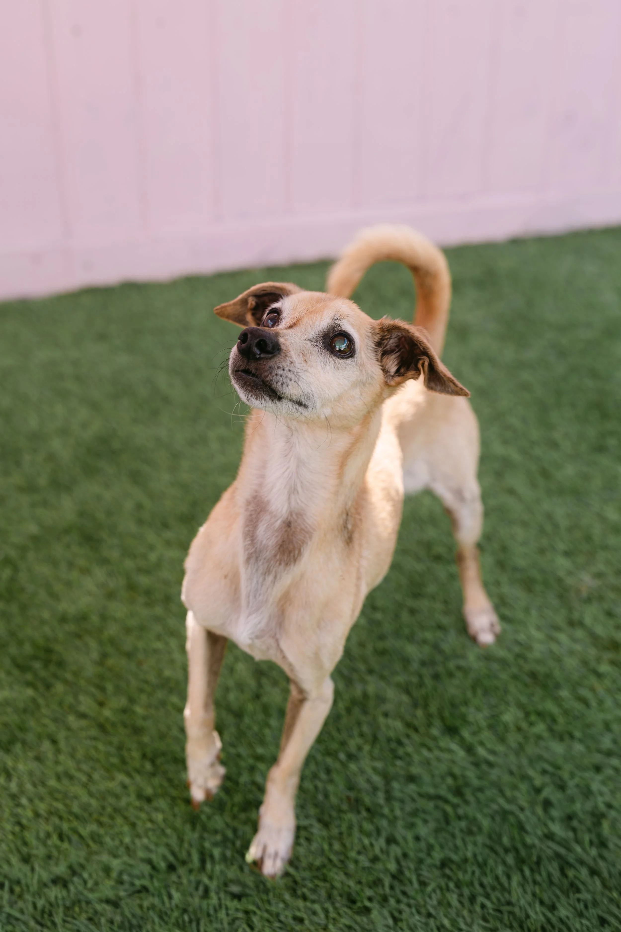   PETER | CHIHUAHUA/ITALIAN GREYHOUND? MIX | 12 YEARS OLD | 15 LBS 
Hi, I’m Peter! I may be a little older, but I’ve still got plenty of pep in my step and lots of love to give. I’m a happy guy who enjoys being by your side, whether that’s relaxing t