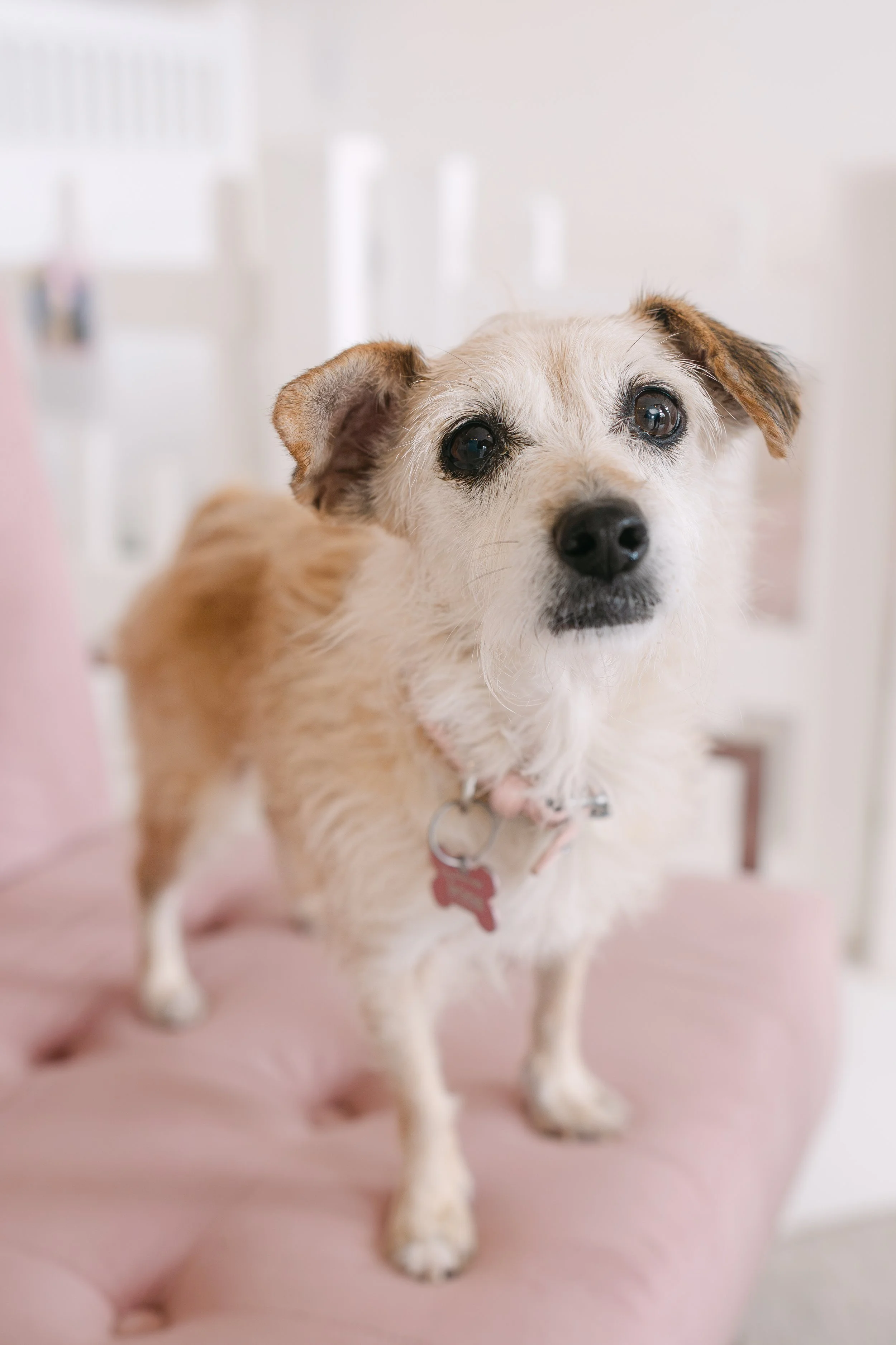  FELICITY | TERRIER MIX | 7 YEARS OLD | 11 LBS Hi, I'm Felicity! I'm a sweet little terrier mix with the biggest heart—and some pretty adorable ears to match! I was found as a stray and ended up in a high-kill shelter, where, sadly, no one came for m