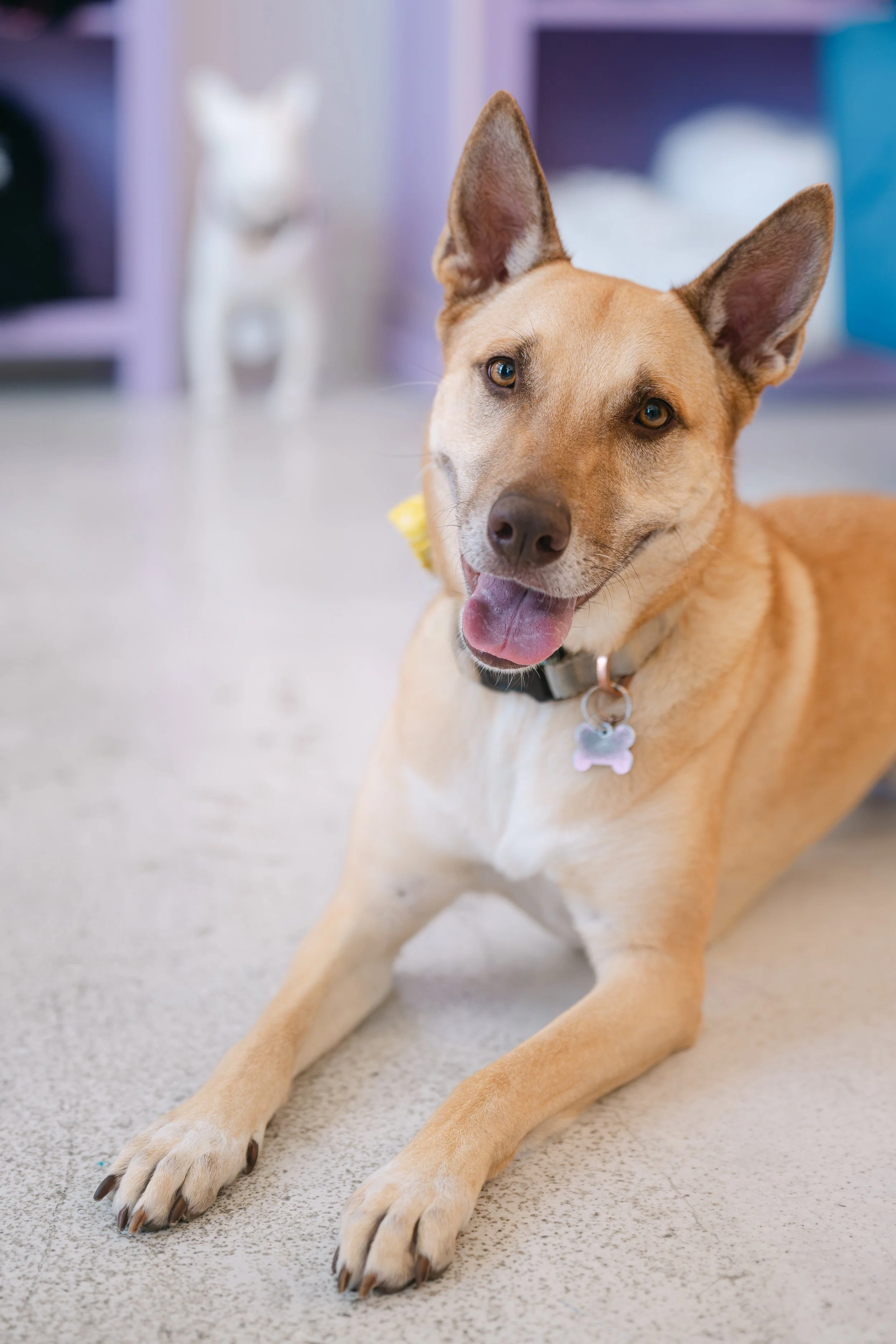  OLIVIA | GERMAN SHEPHERD MIX | 3 YEARS OLD | 50 LBS  I'M LOOKING FOR A FOSTER! 
Hi, I'm Olivia! I have been waiting way too long to get adopted, even though I am a sweet, smart, affectionate girl who loves people! I'm a good listener even when I get