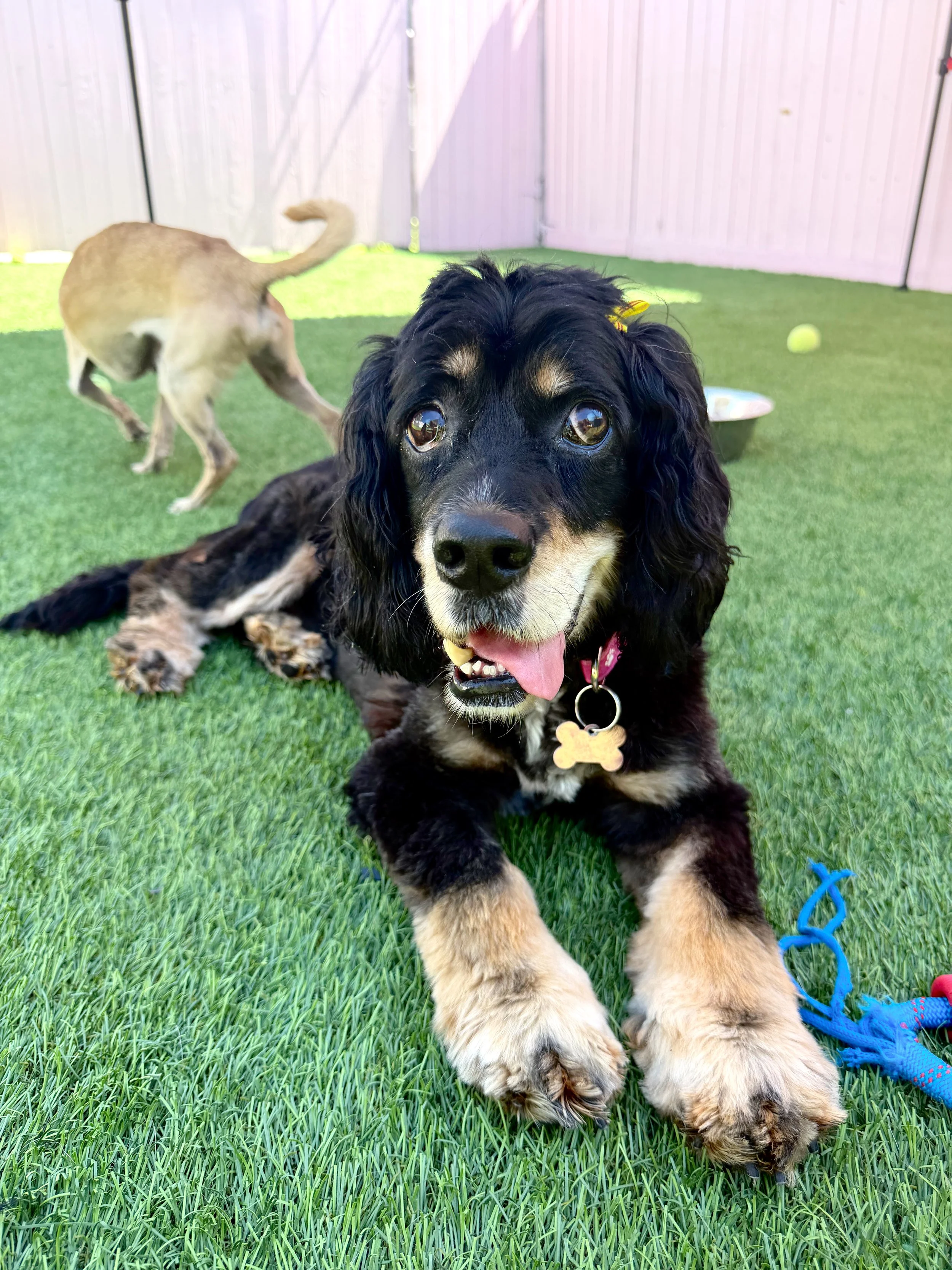  DELILAH | COCKER SPANIEL | 13 YEARS OLD | 28 LBS  I'M LOOKING FOR A FOSTER! Hi, I’m Delilah. I was surrendered to the shelter in really bad shape, after spending most of my life tethered outdoors. I was underweight, severely matted, visually impaire