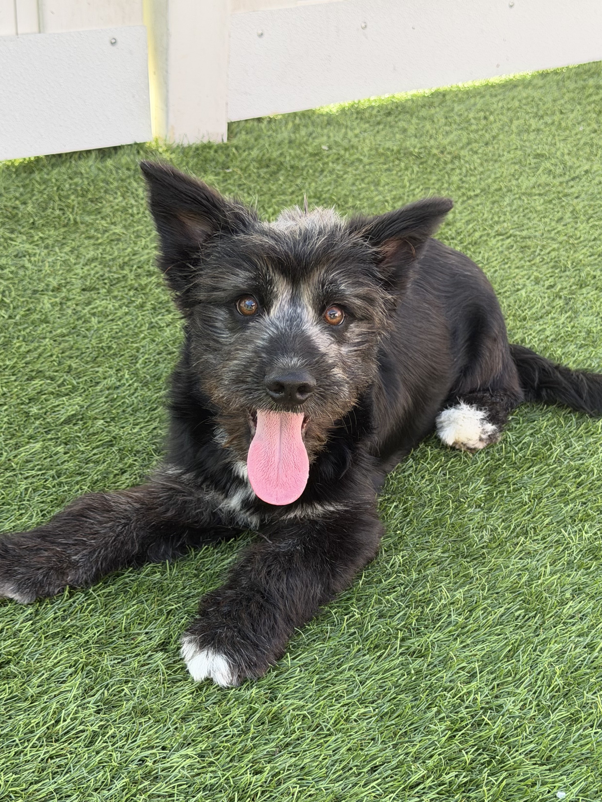  WILLIE | SCHNAUZER MIX | 1 YEAR OLD | 17 LBS Hi, I'm Willie! I am a happy and playful pup who might be around a year old...but I could definitely be younger! I love to play with my doggy friends and I'm definitely still learning about the world arou