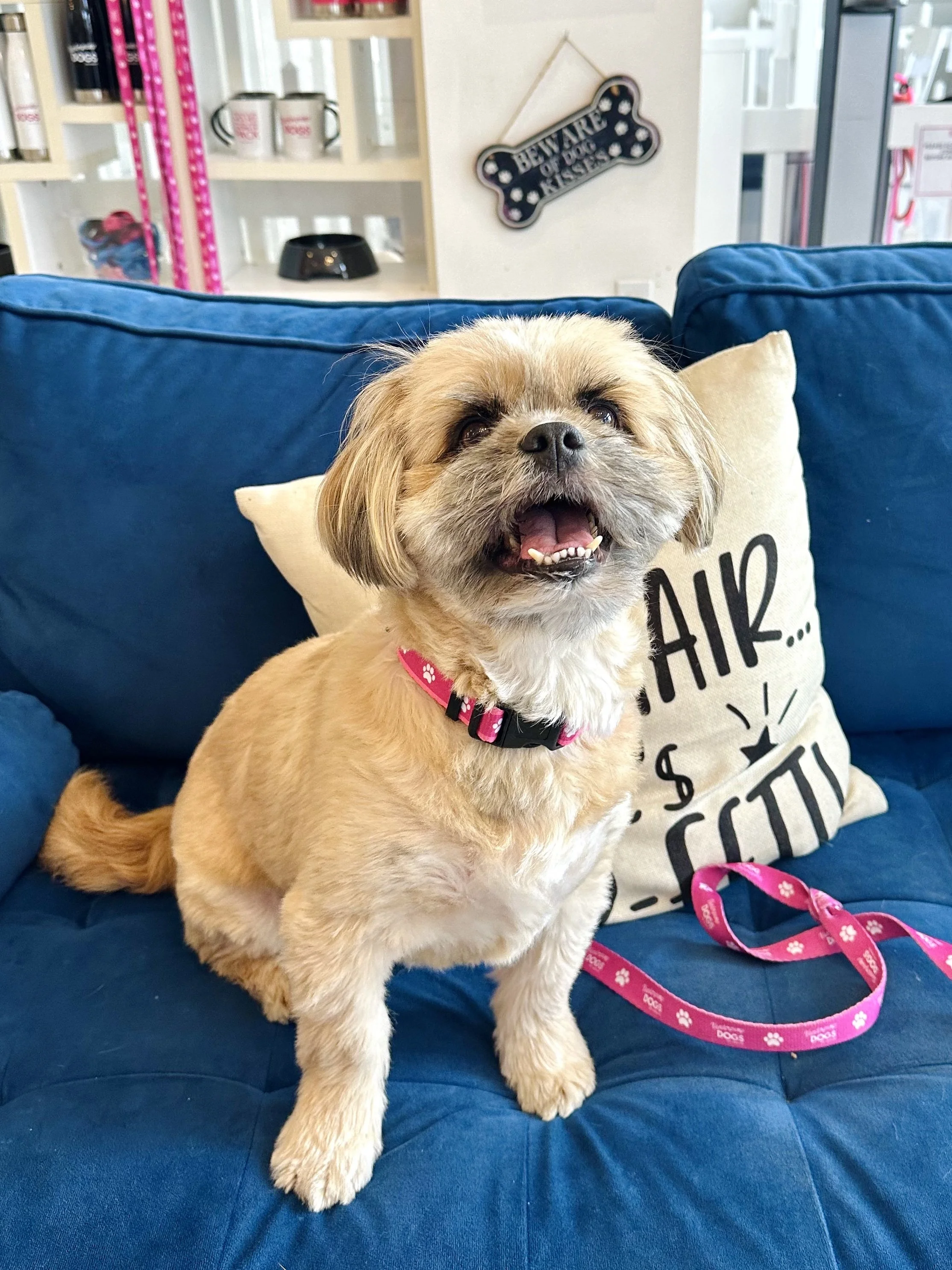  MEATBALL | SHIH TZU MIX | 7 YEARS OLD | 24 LBS Hi, I’m Meatball! I was rescued from a high-kill shelter after my previous owner surrendered me. Vanderpump Dogs doesn’t know my story or what happened - all they know is I am a lover and a very good bo