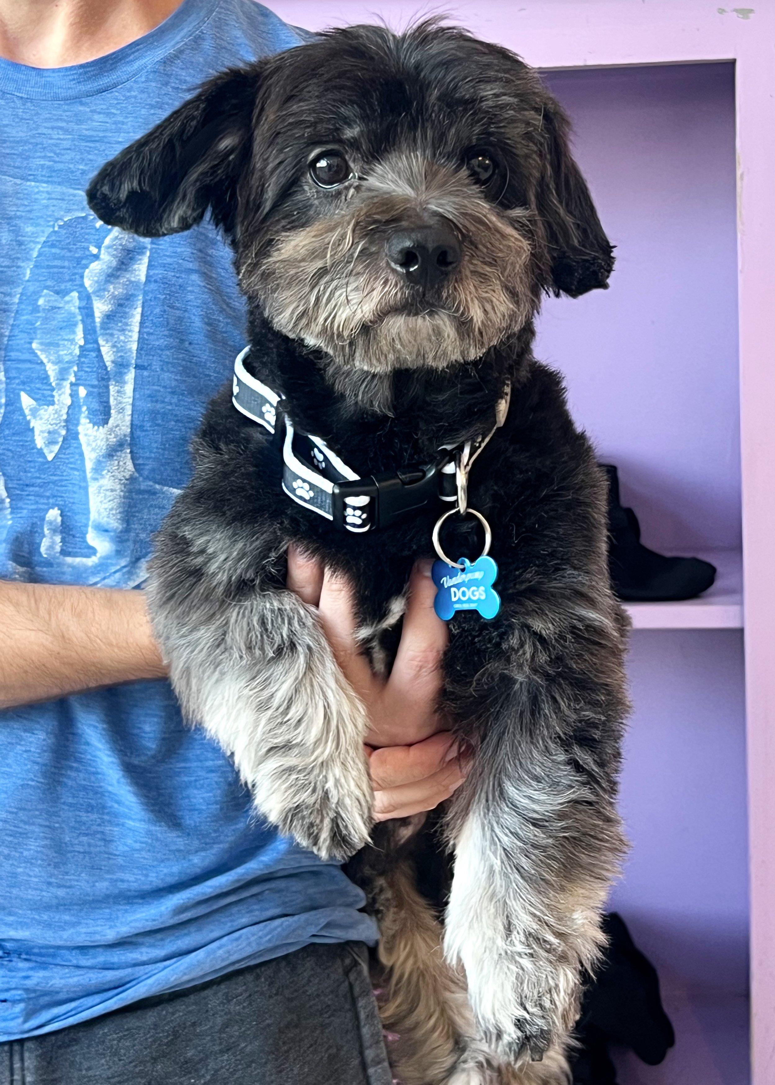  ARCHIE | POODLE MIX | 5 YEARS OLD | 17 LBS  *I have an application pending!* Hi, I’m Archie! I am a special boy who needs an understanding family who will give me a chance to work through my anxiety. I was rescued from a high-kill shelter in Septemb