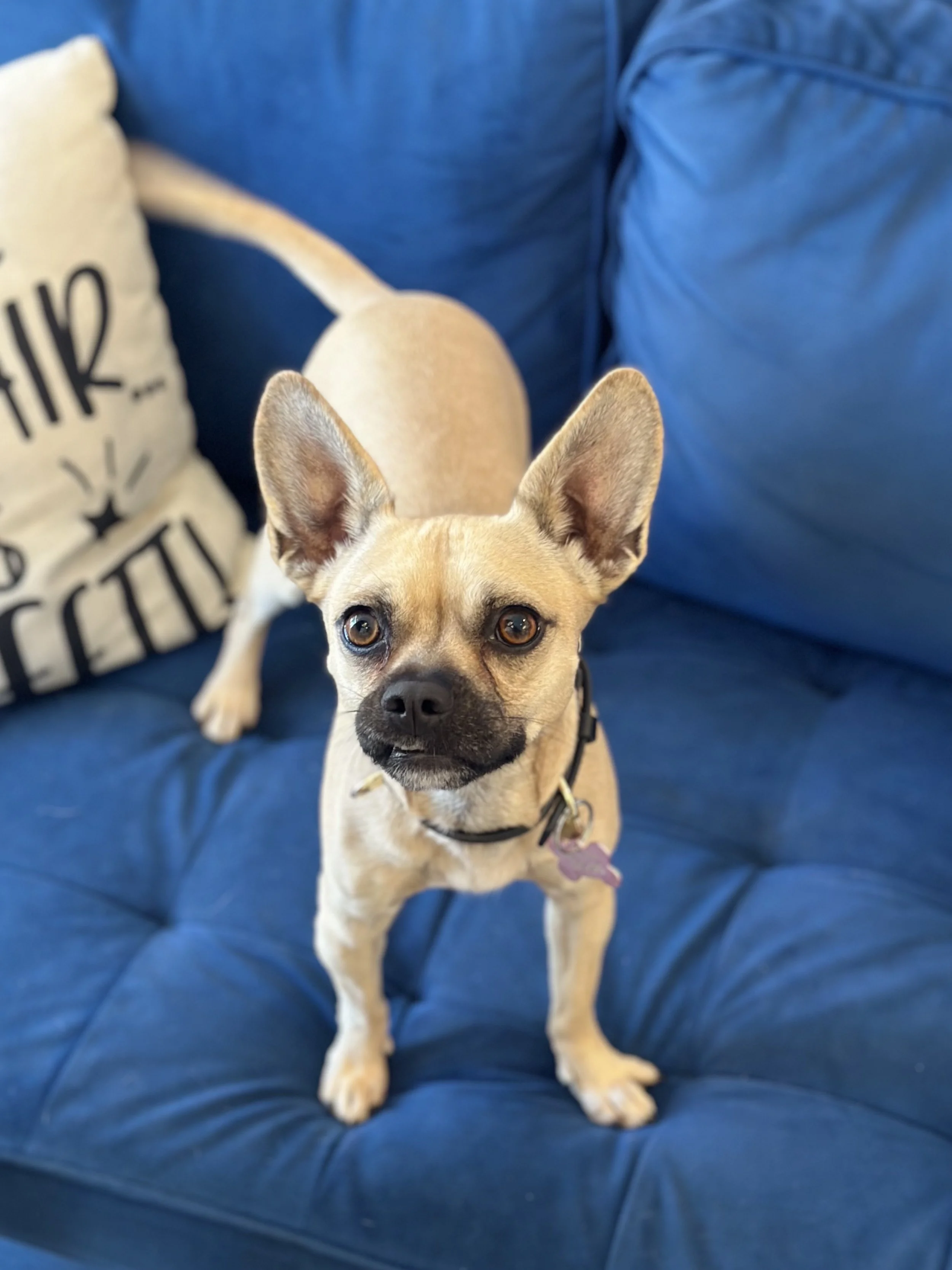  ELIZA | CHIHUAHUA MIX | 2 YEARS OLD | 13 LBS Hi, I’m Eliza! I am the friendliest little girl who was taken to the shelter after my owner couldn’t keep me anymore, which was really scary, so I could not be happier to be in the Dog House meeting new f