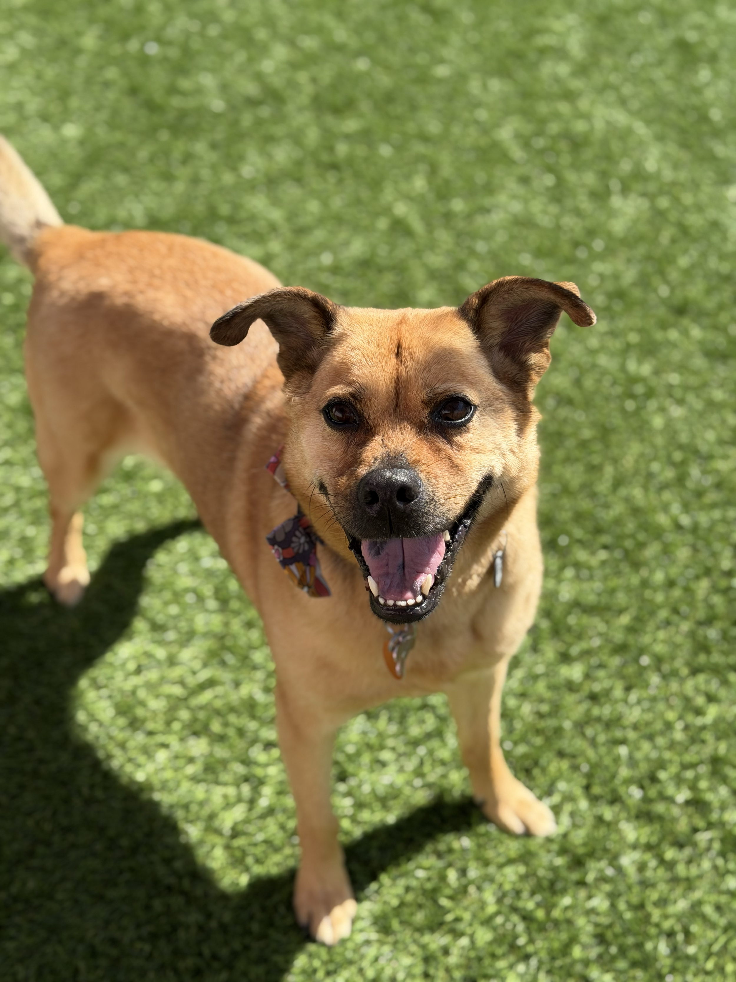  RUTH | LAB/SHEPHERD MIX | 6 YEARS OLD | 38 LBS Hi! I’m Ruth, and I’m a gentle soul looking for my second chance at forever. I had a loving home for many years, until my family had kids. Kids scare me and I wasn't happy, so my family made the hard de