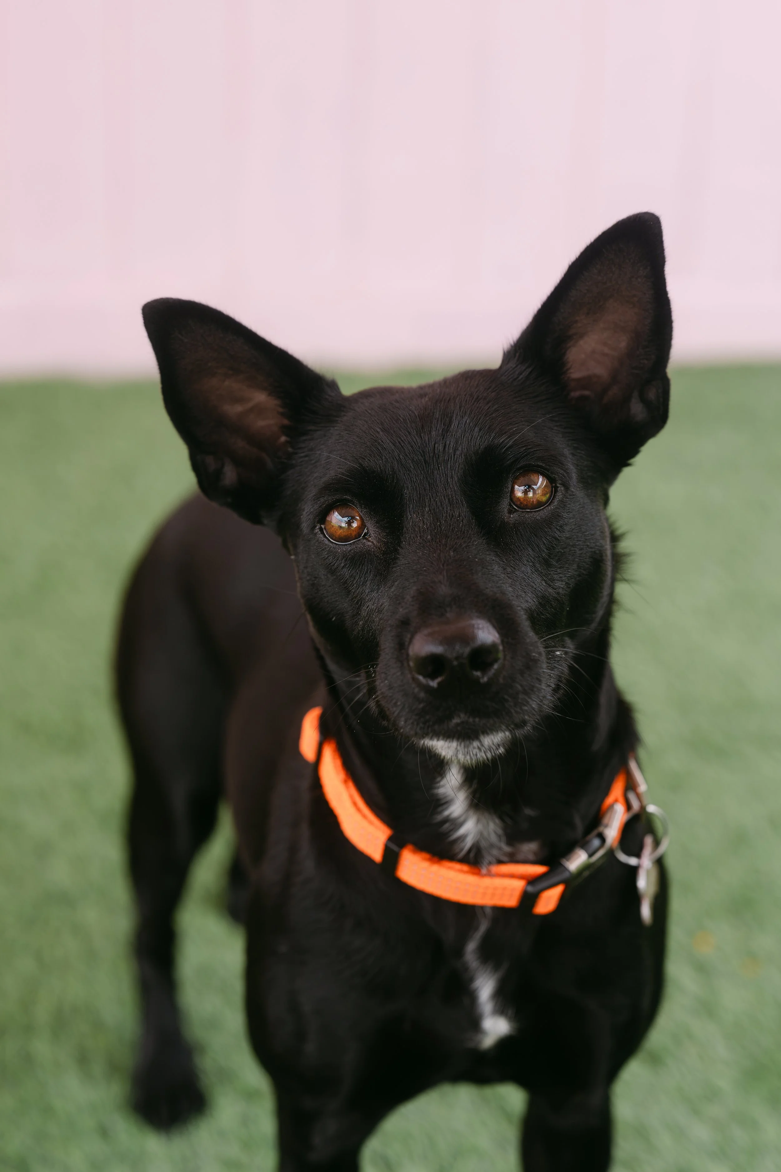  MIDNIGHT | TERRIER/SHEP MIX | 1 YEAR OLD | 30 LBS Hi, I’m Midnight. A few months ago, I arrived at the shelter with my tiny puppies when they were only 2 days old. Not long after, all of us became sick and had to spend those early weeks isolated in 
