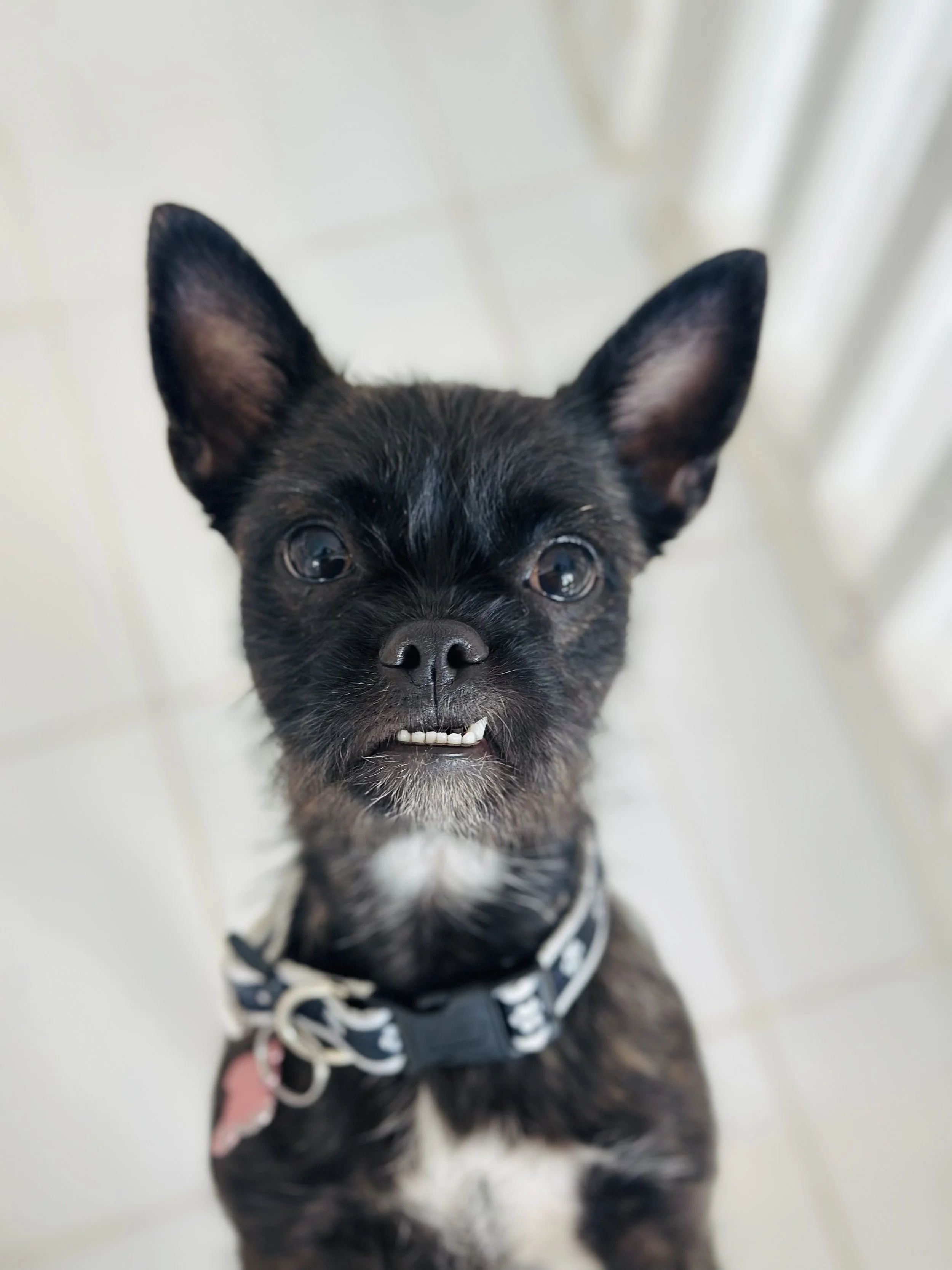  LADY BUG | FRENCHIE TERRIER MIX | 9 MONTHS OLD | 15 LBS Hi, I’m Lady Bug! I’m a curious little explorer who loves to sniff out the world around me. New sights, new smells, new places — I want to discover it all!
I can be a tiny bit shy when I first 