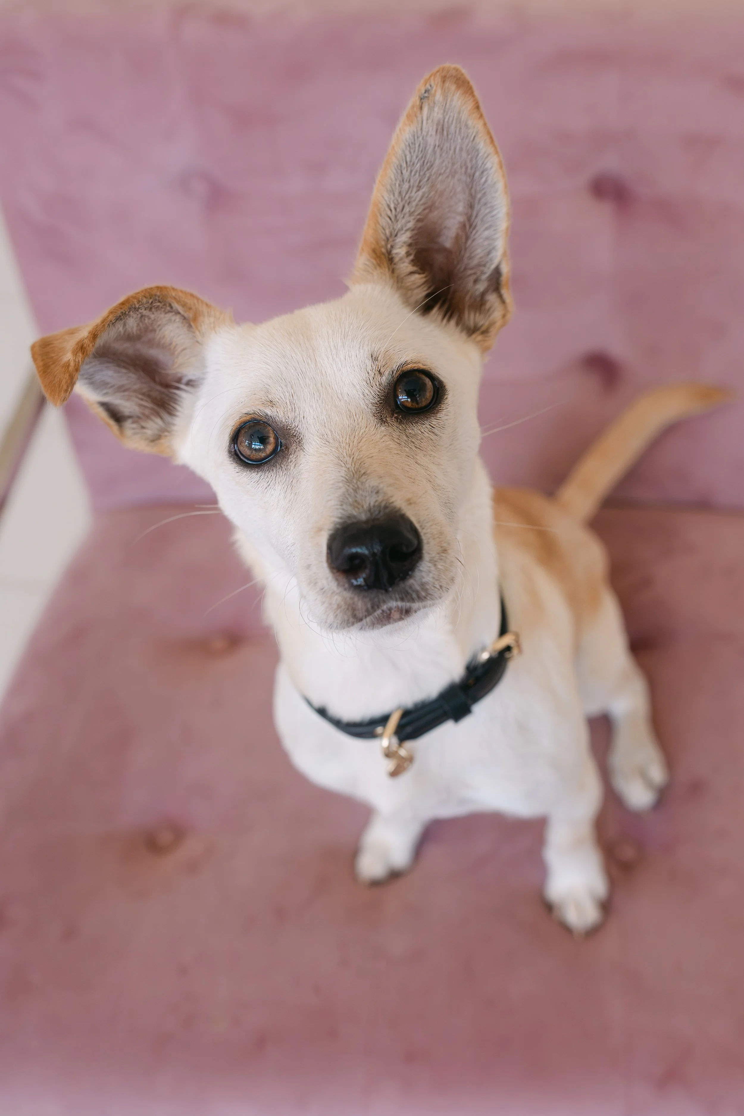  TIMOTHÉE CHALAMET | TERRIER MIX | 1 YEAR OLD | 20 LBS  I'M LOOKING FOR A FOSTER! Hi, I’m Timothée! I am full of love and ready to be your best friend ever! I love everyone I meet and I love to be social and play with other dogs. My 5 brothers and si
